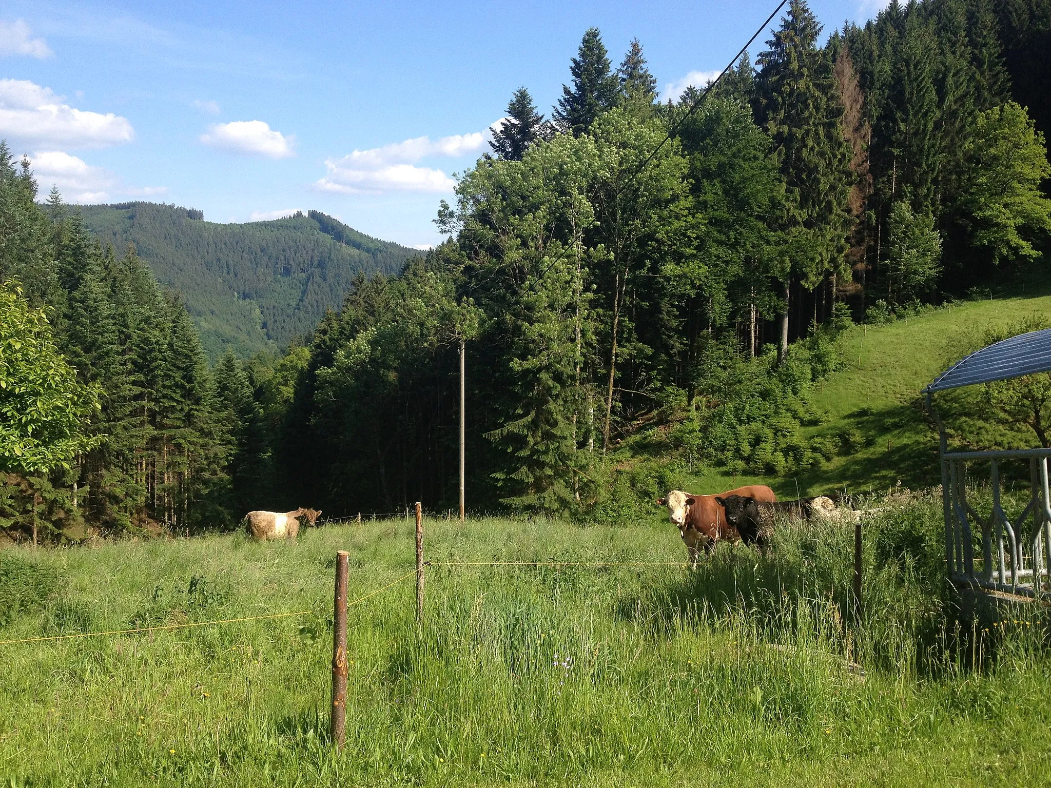 Photo showing: landscape Oberwolfach