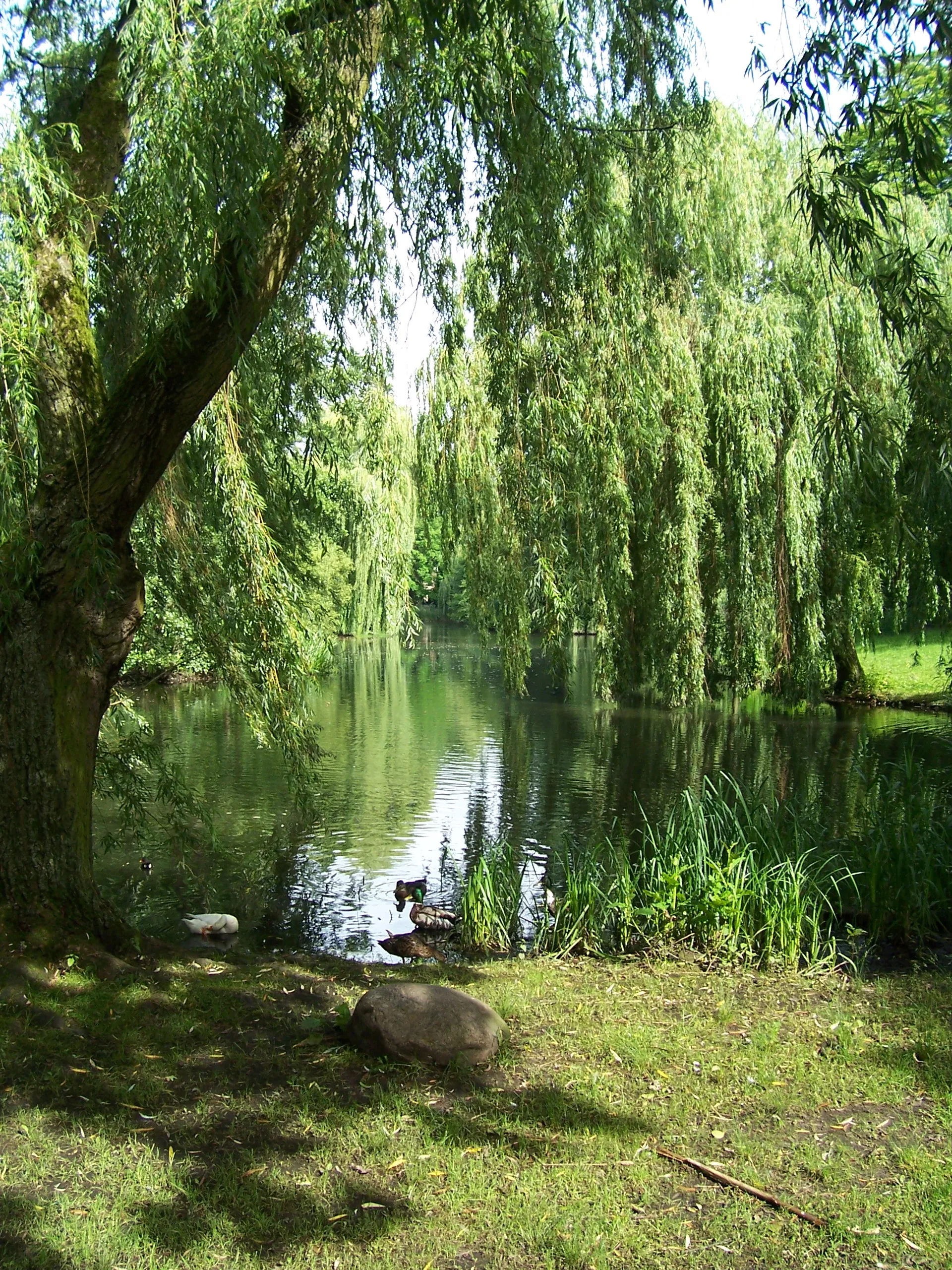 Photo showing: Eimsbütteler Park "Am Weiher"