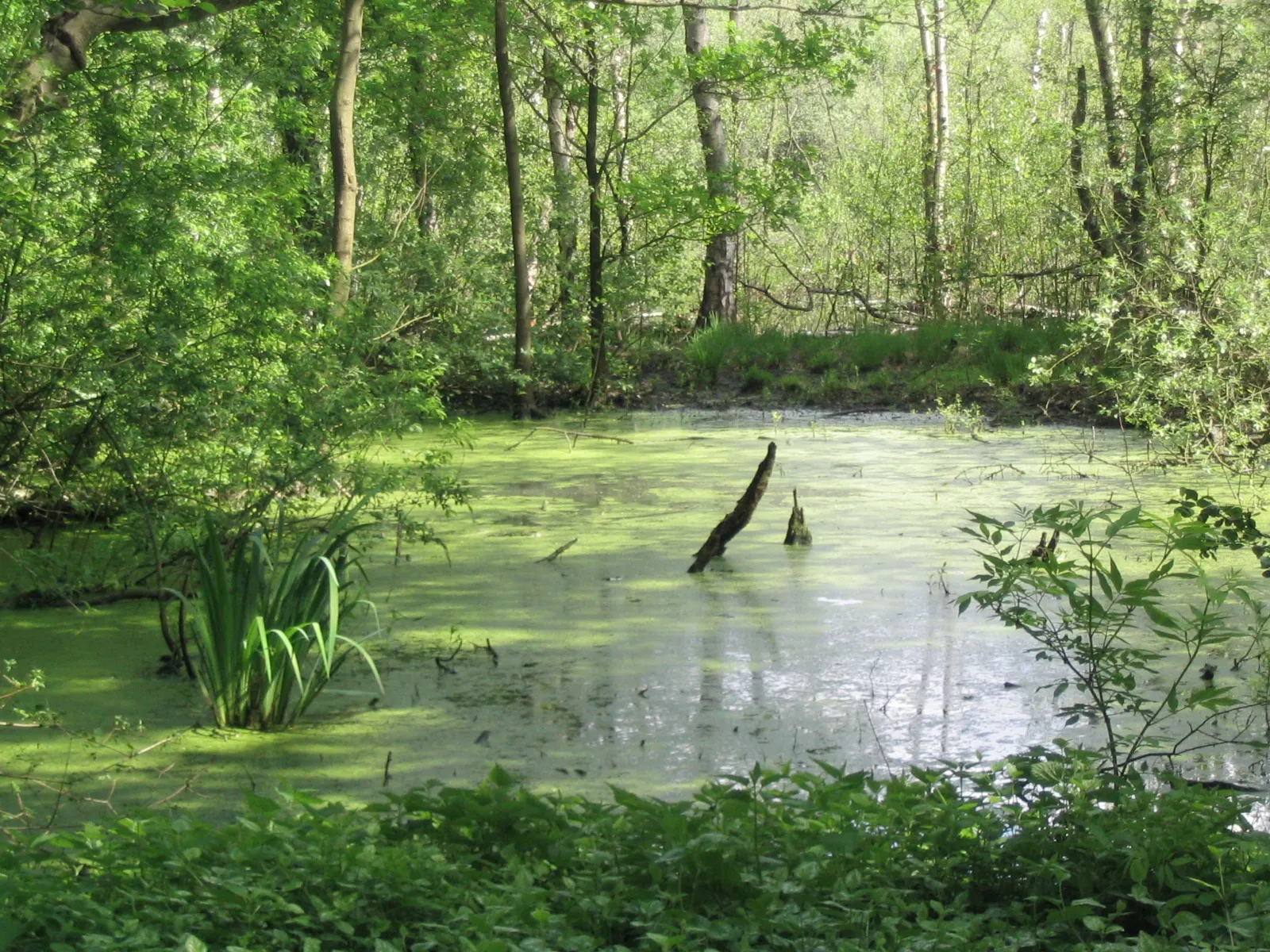 Photo showing: Eppendorfer Moor in Hamburg-Groß Borstel
