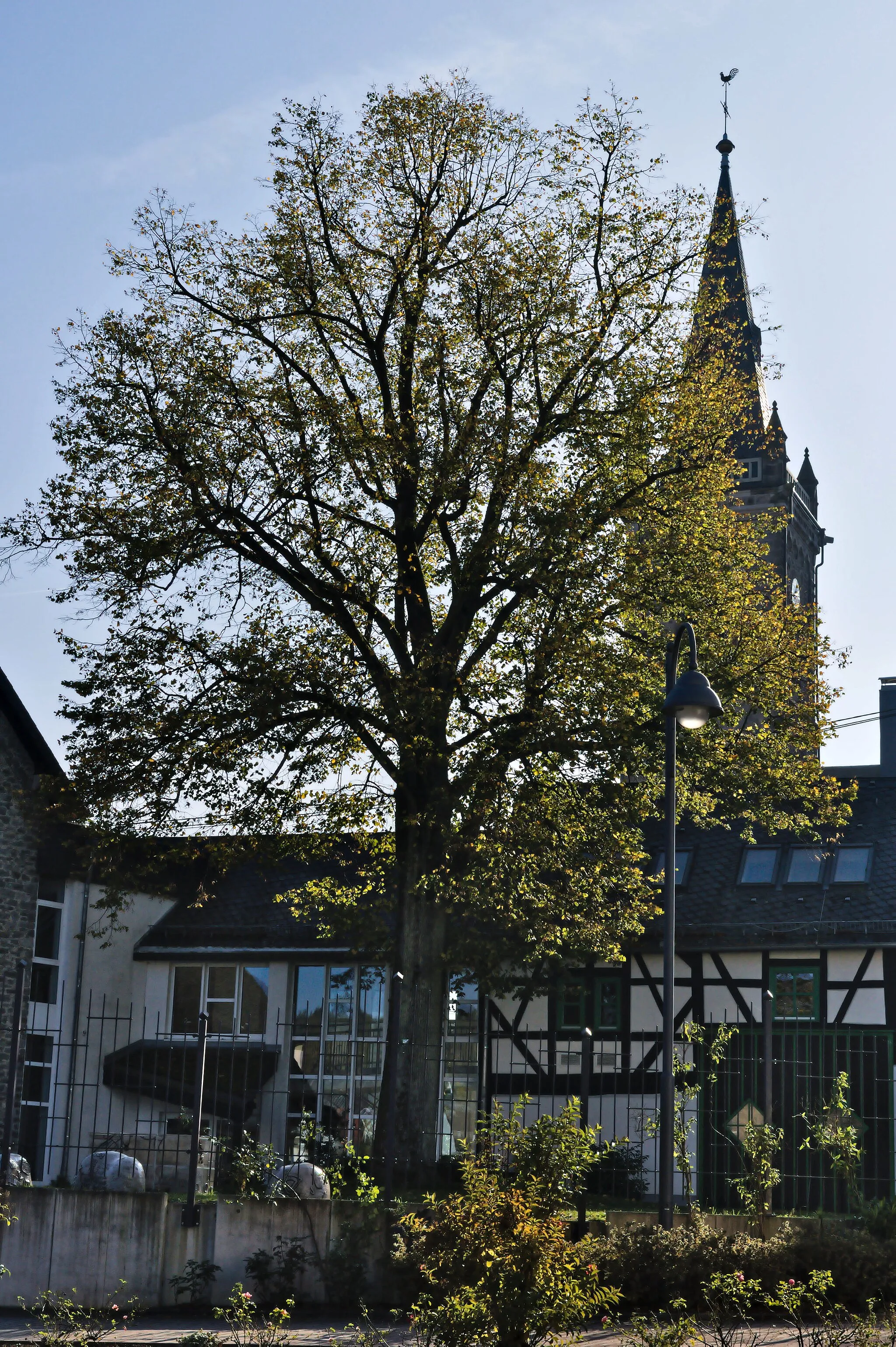 Photo showing: Natural monument ND-7143-517, "Lime at the town hall" (tilia sp.). Location: Stetzelmannstraße/Burggrafstraße junction, Siershahn, Germany