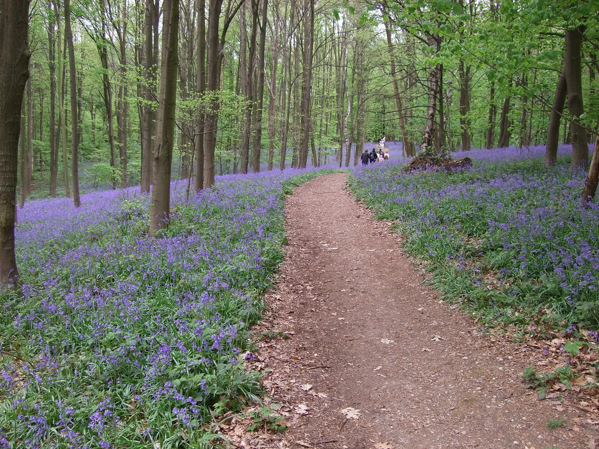 Photo showing: The Bluebells Wood half-way between Doveren and Baal in Germany. / Der sogenannte "Wald der blauen Blumen" zwischen Doveren und Baal in Deutschland.