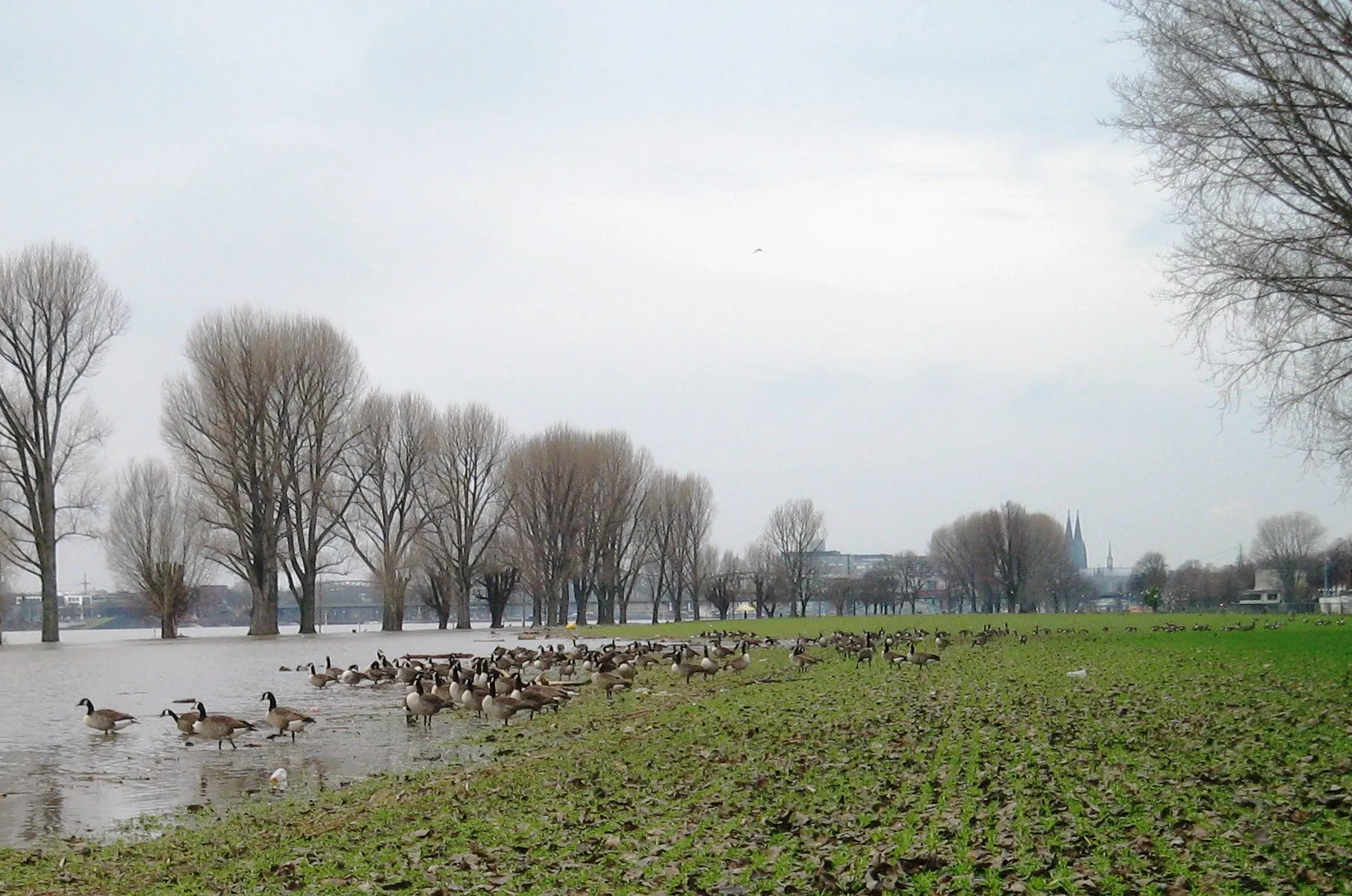 Photo showing: Wildgänse auf den überschwemmten Rheinwiesen in Köln-Poll