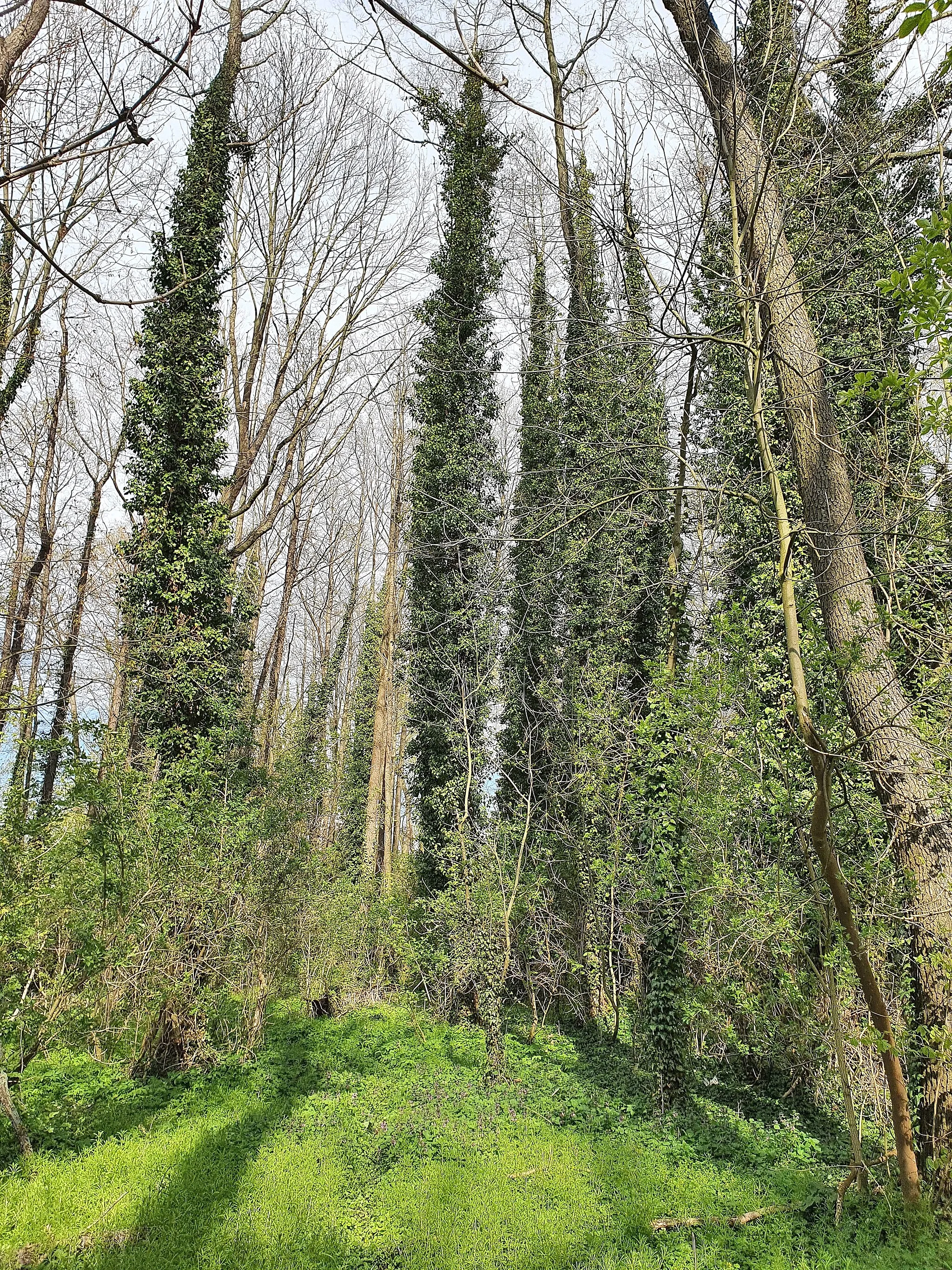 Photo showing: geschützter Landschaftsbestandteil im Landkreis Nordsachsen: Pfarrholz Weltewitz; Gemeinde Jesewitz, Sachsen