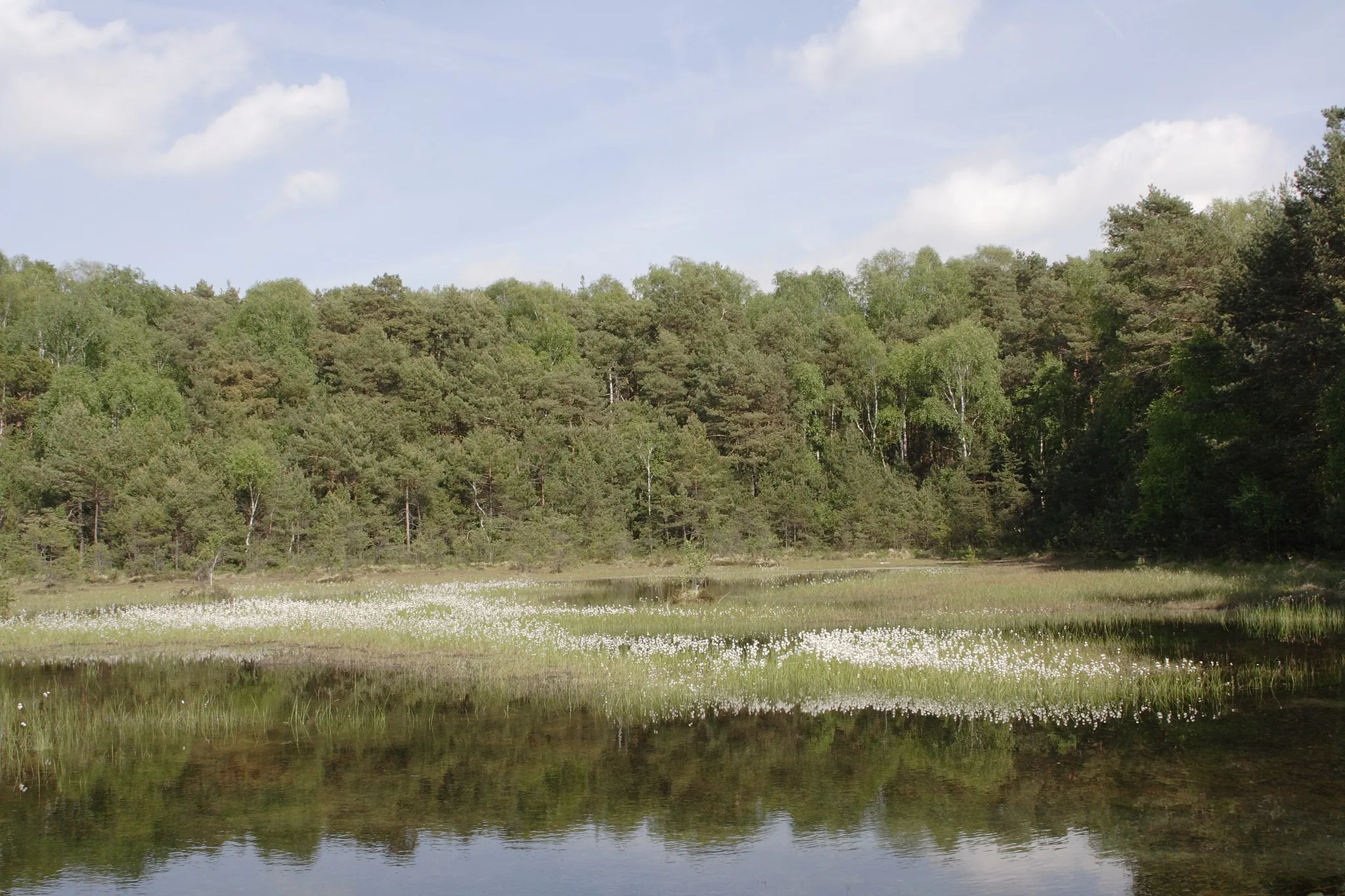 Photo showing: Dübener Heide - Zadlitzbruch  - L 44