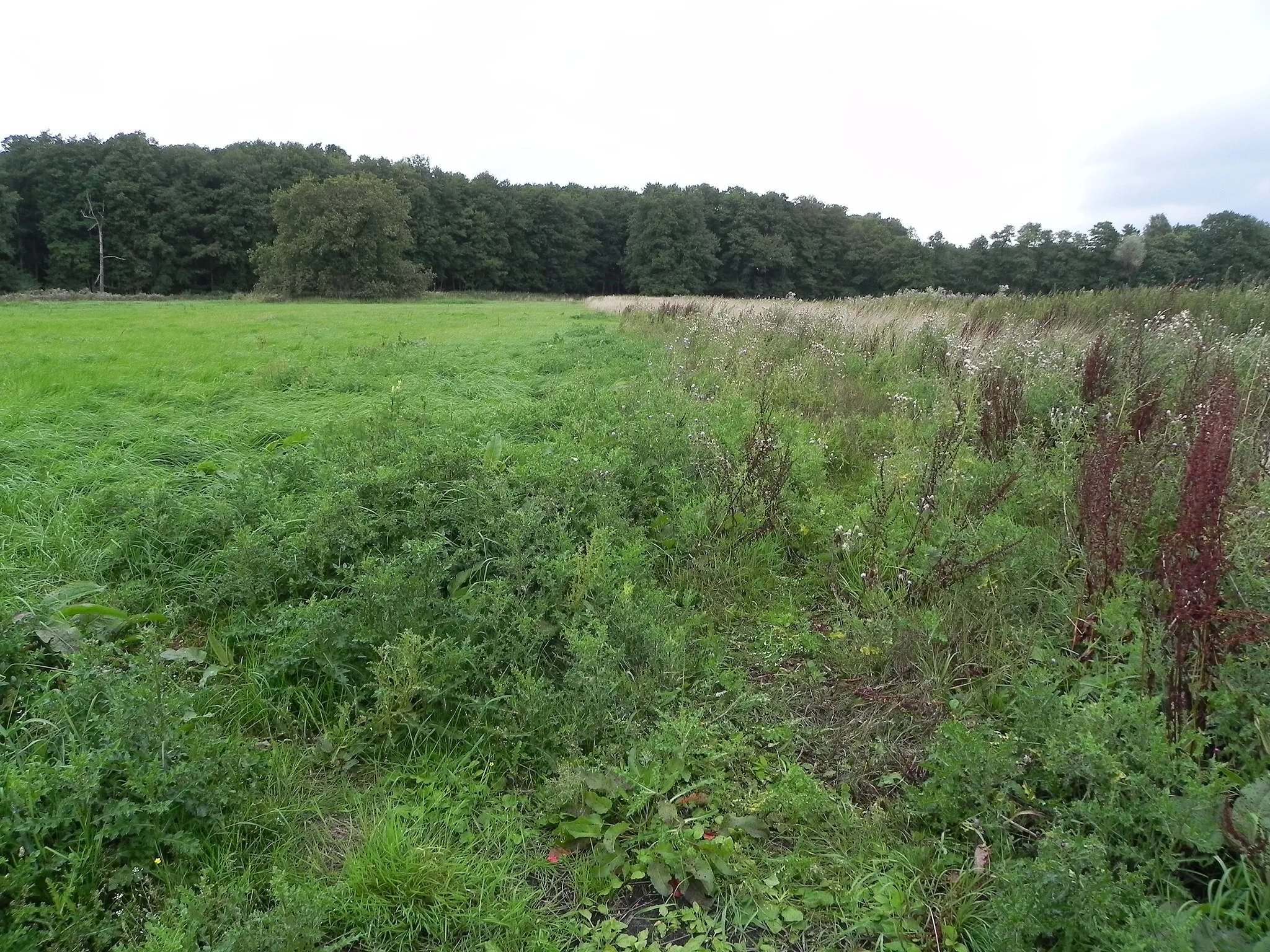 Photo showing: Naturschutzgebiet „Allerdreckwiesen“ (NSG-Nr. Lü 209) bei Ahnsbeck