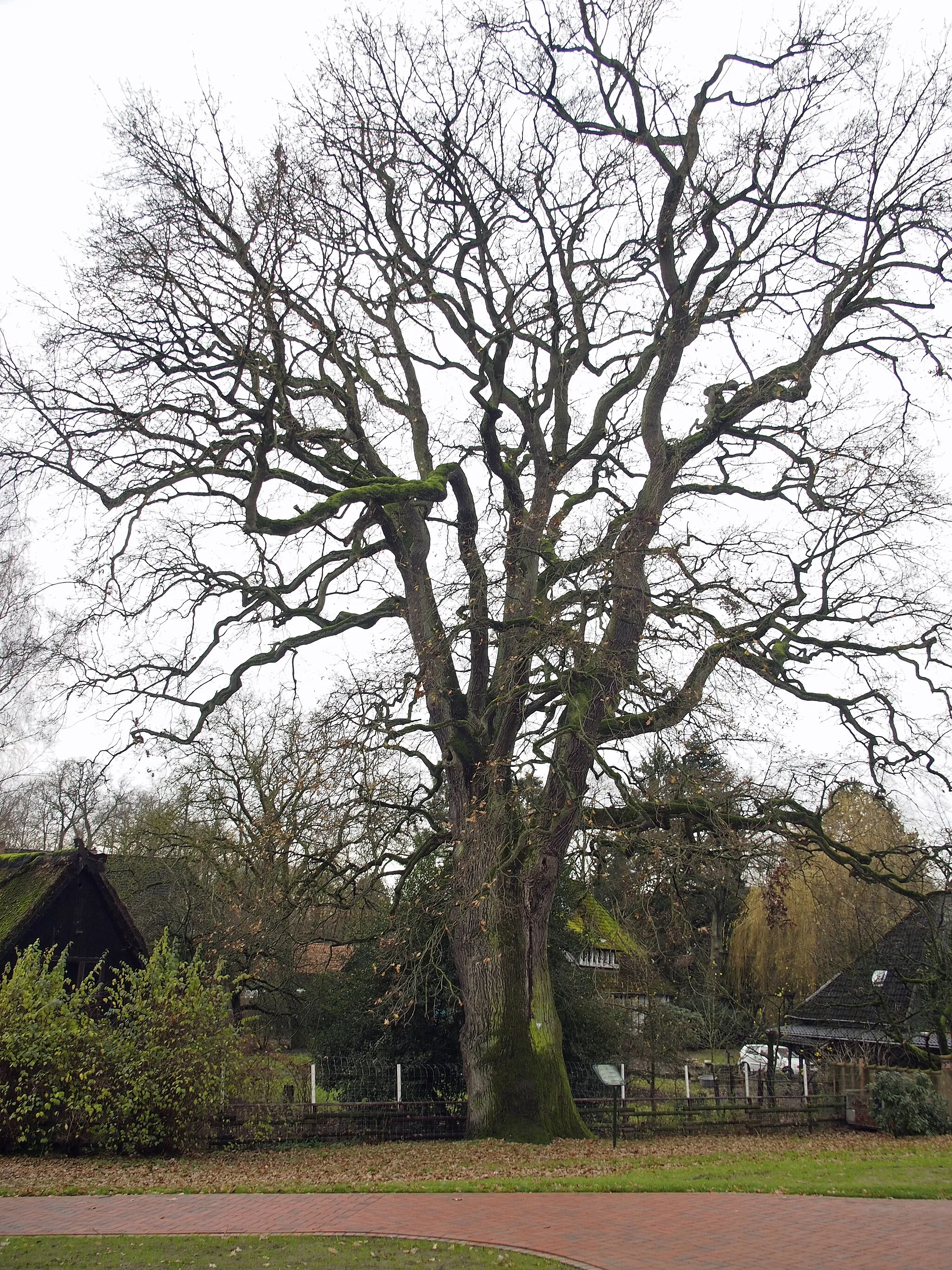 Photo showing: Old oak near Church of St. Lambertus, Lower Saxony, Germany.