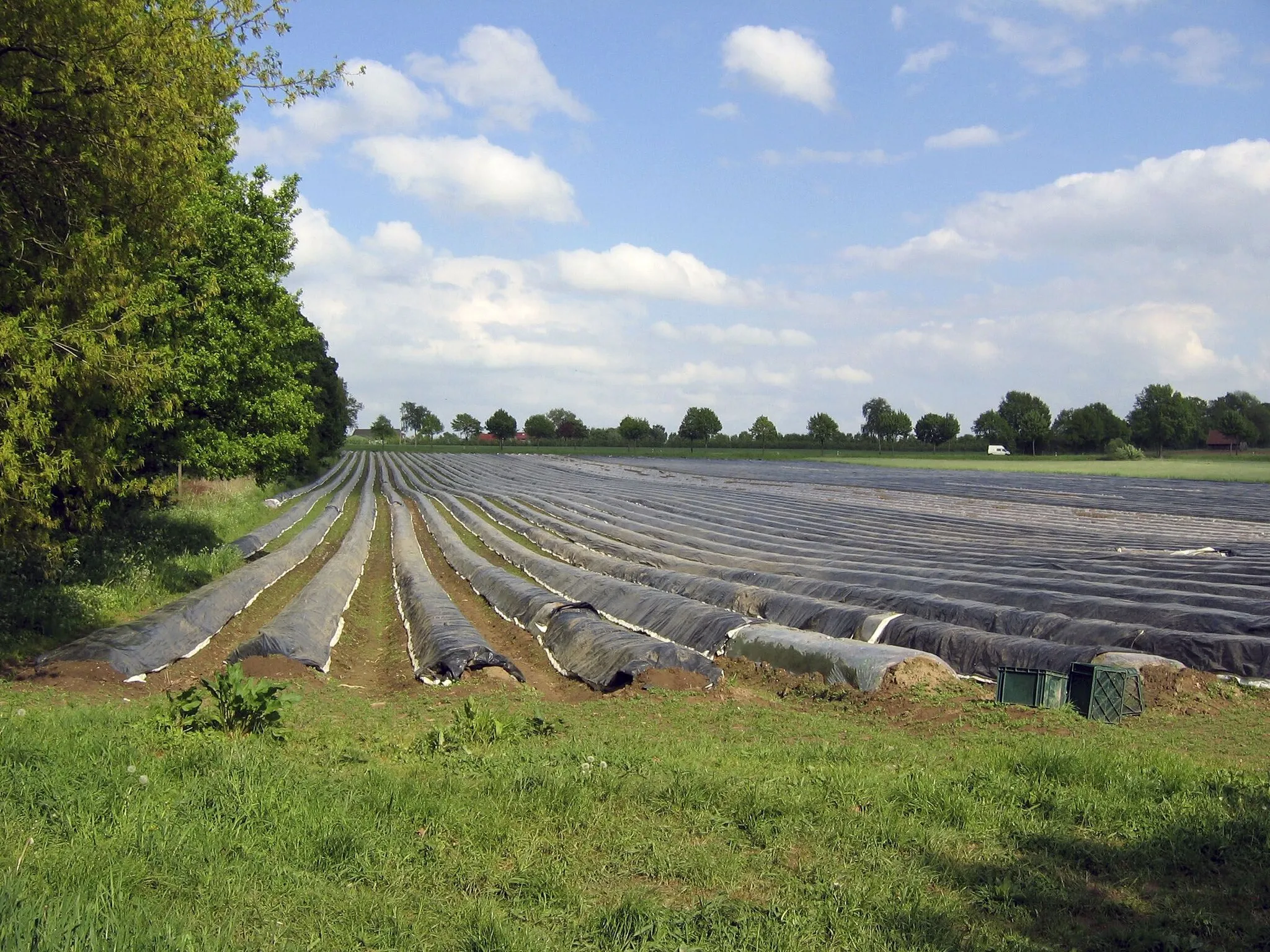 Photo showing: Bliedersdorfer Spargelfeld - A field of asparagus in Bliedersdorf (Germany)