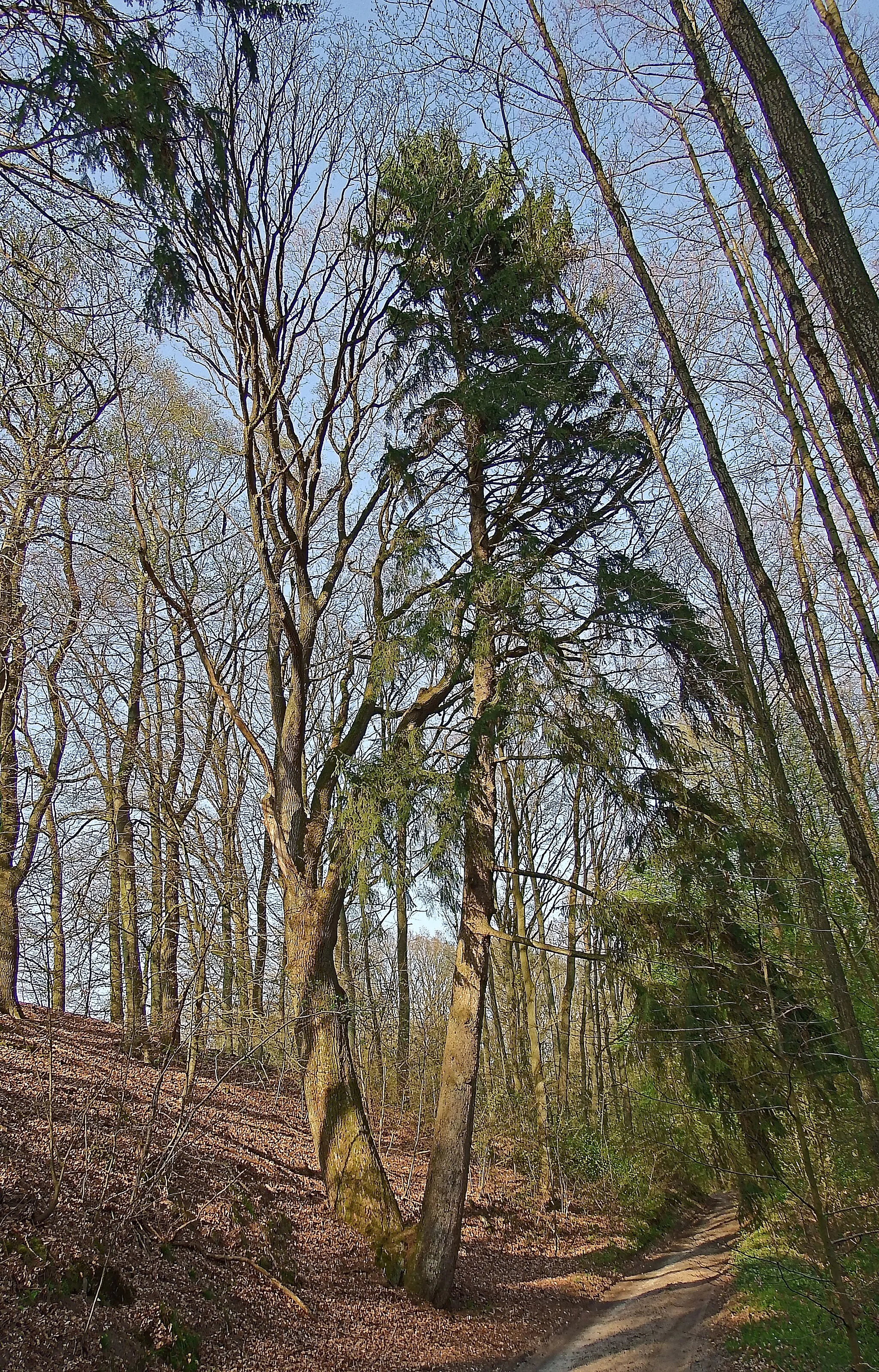 Photo showing: Naturdenkmal "ND WL 00005" im Landkreis Harburg (Niedersachsen): Stieleiche und Rottanne, die zusammengewachsen sind, genannt Ehepaar, südlich von Nindorf am Walde (Gemeinde Hanstedt) und westlich der L 213 am Wegesrand