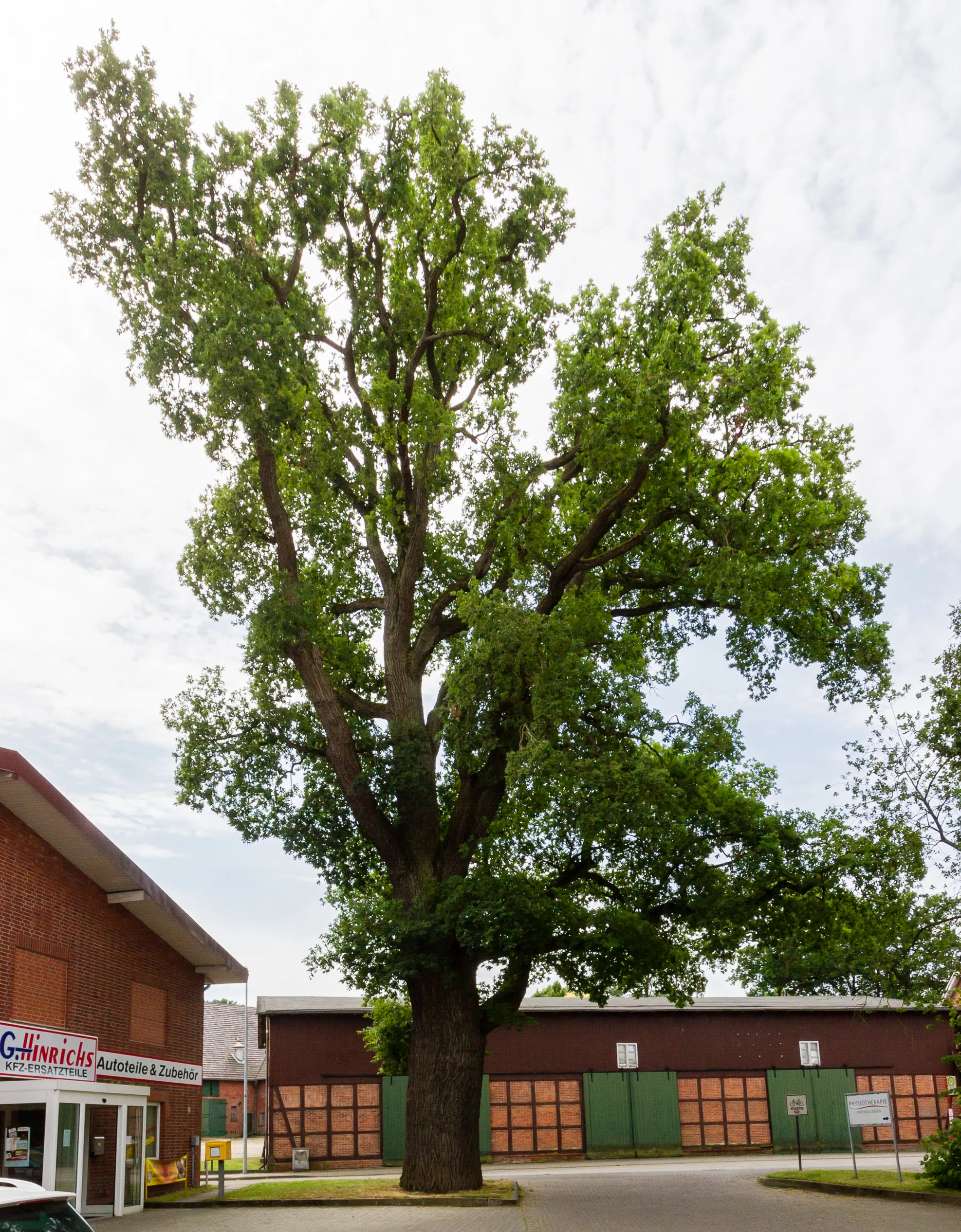 Photo showing: Designation: Oak spec. Type: Natural monument Number: ND-LG 114 Year of the regulation: 16/07/1969 Place: Municipality Kirchgellersen, Collective municipality Gellersen, Lüneburg, Lower Saxony, Germany
Location: Lüneburger Straße 7, directly on the Landesstraße L 216.