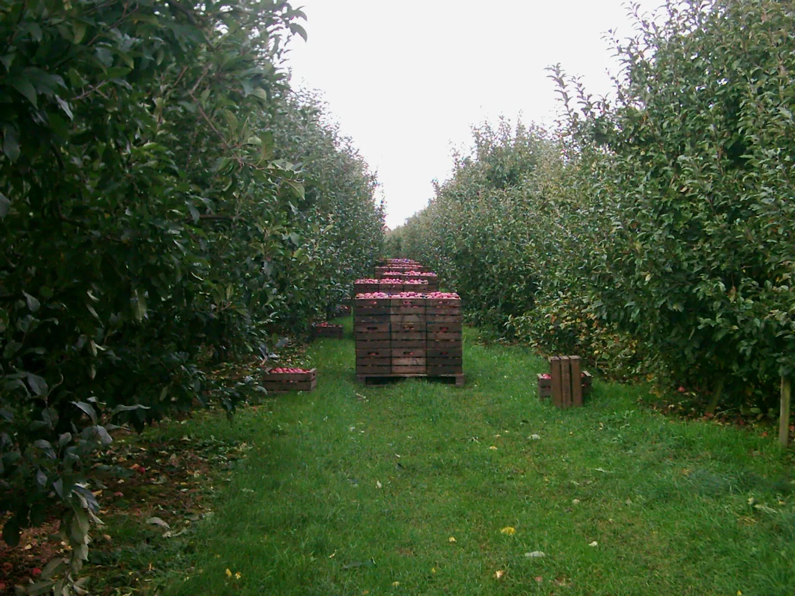 Photo showing: Apfelernte in Rübke, Altes Land.