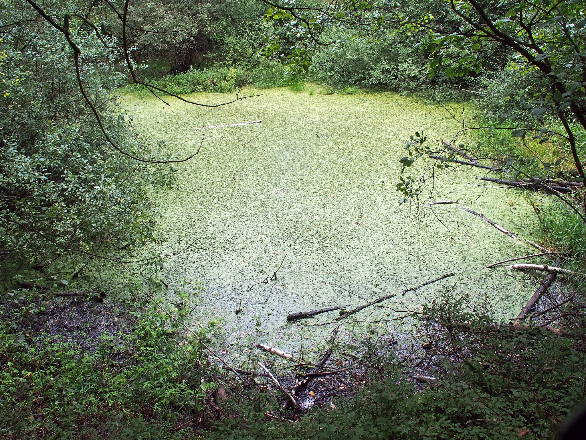 Photo showing: Grundlose Kuhle, eine geologische Karstform nördlich von Soltau, nahe der Böhme