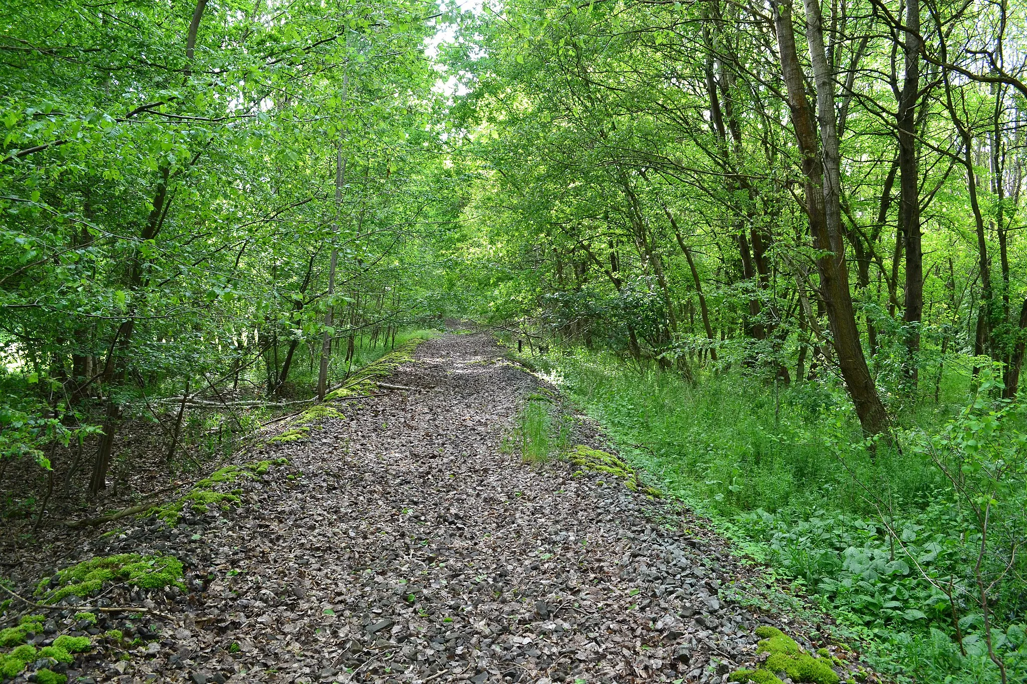 Photo showing: Nature reserve Bahlburger Bruch in Lower Saxony with demounted railway track Wittenberge–Buchholz.