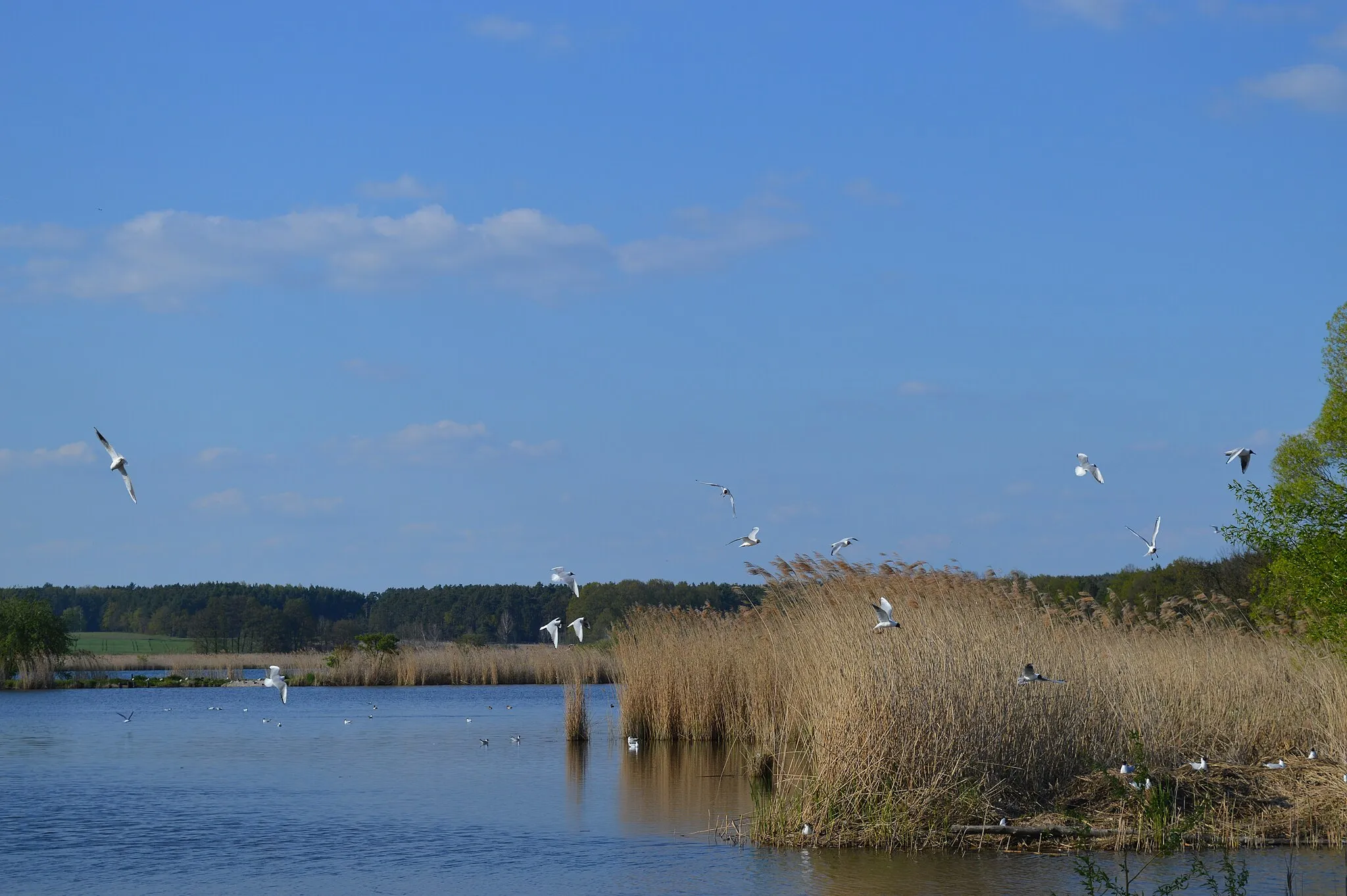 Photo showing: (NSG:BY-NSG-00167.01)_Vogelfreistätte Weihergebiet bei Mohrhof
This picture shows a typical pond of the nature reserve between Morhof and Poppenwind (Bavaria, exactly Frankonia) with many gulls and their hatchery which can be seen there