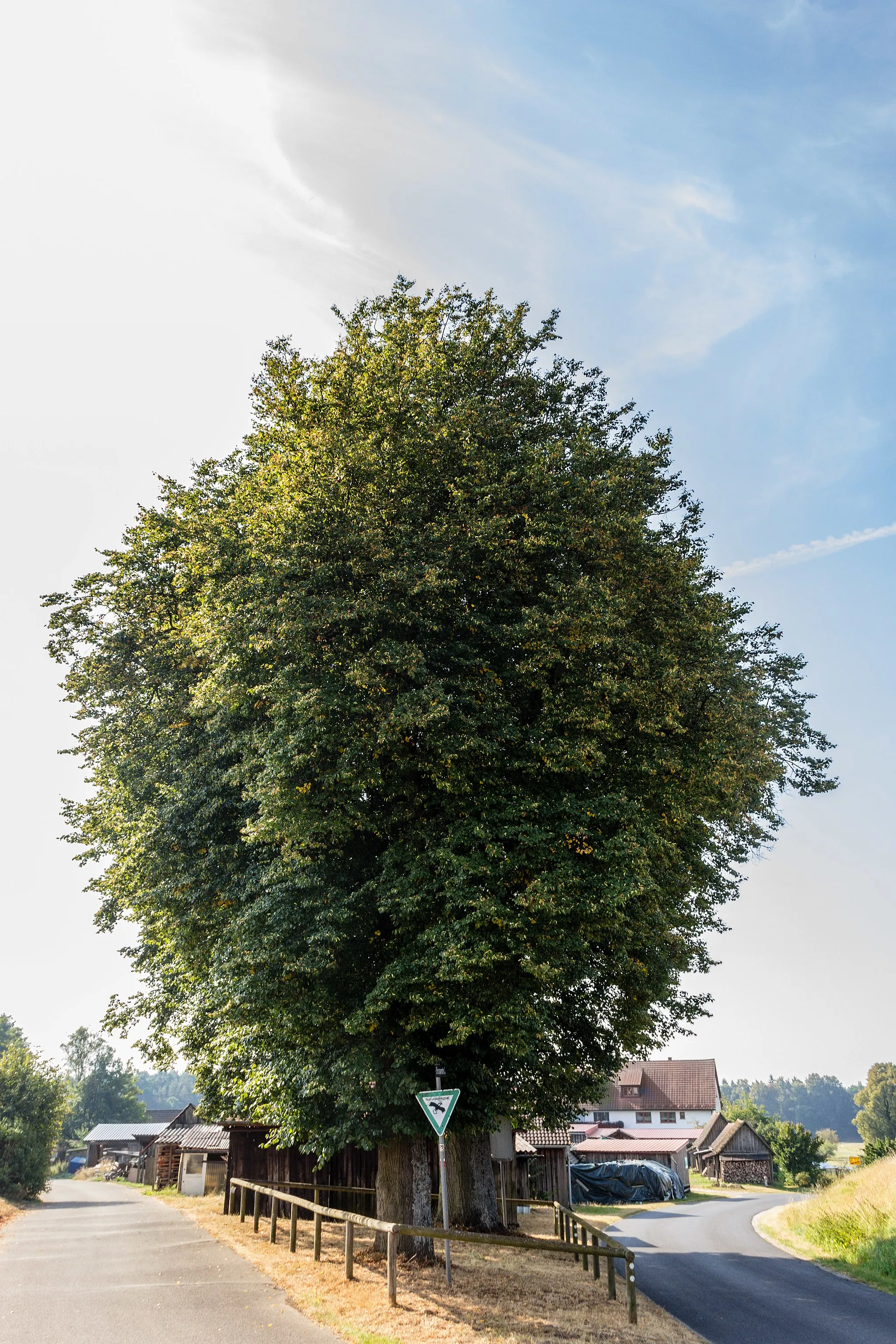 Photo showing: Holzplatzlinden, Leinburg, Naturdenkmal
Update 14.09.2019: die hintere Linde wurde gefällt