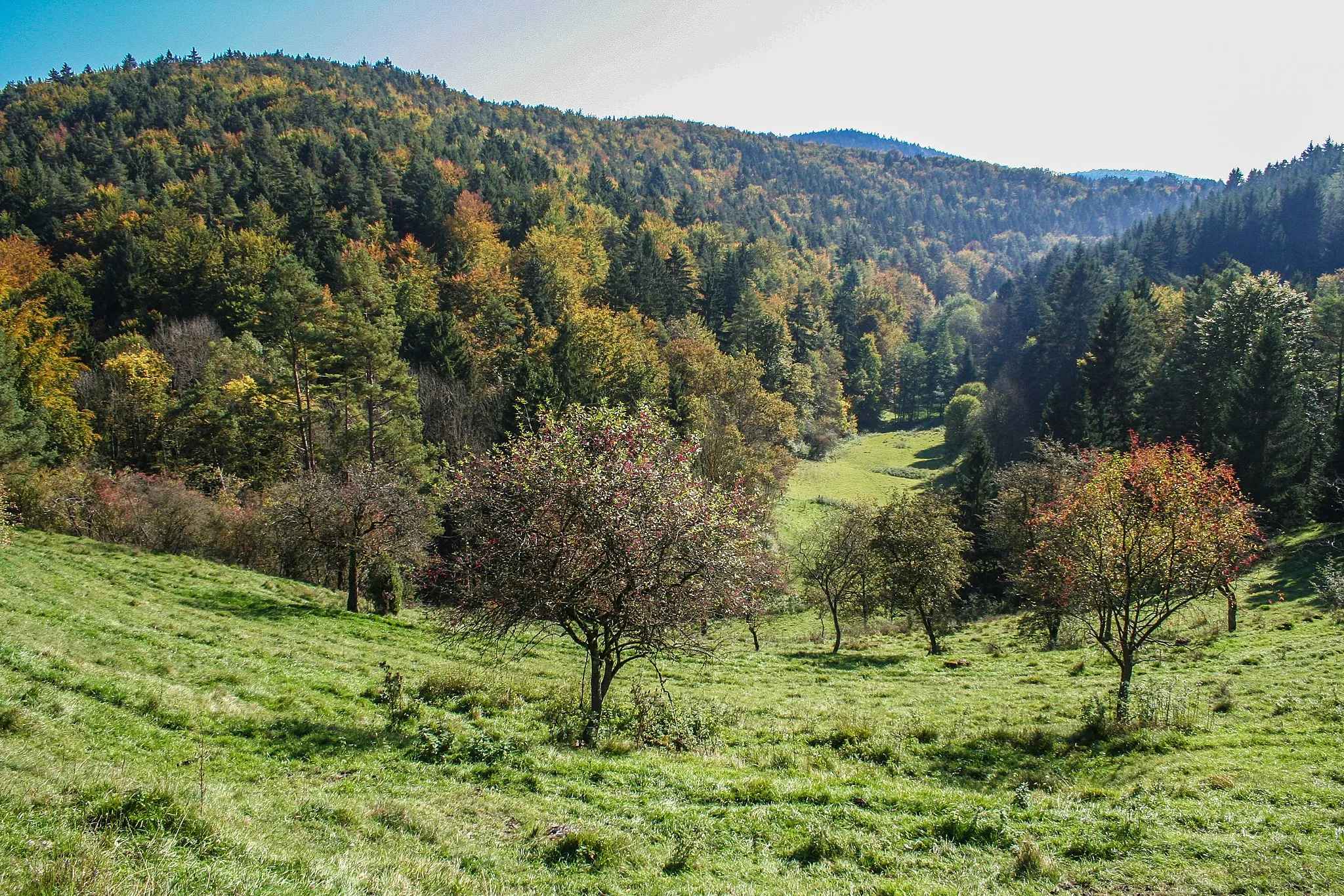 Photo showing: Naturschutzgebiet Schottental bei Heldmannsberg