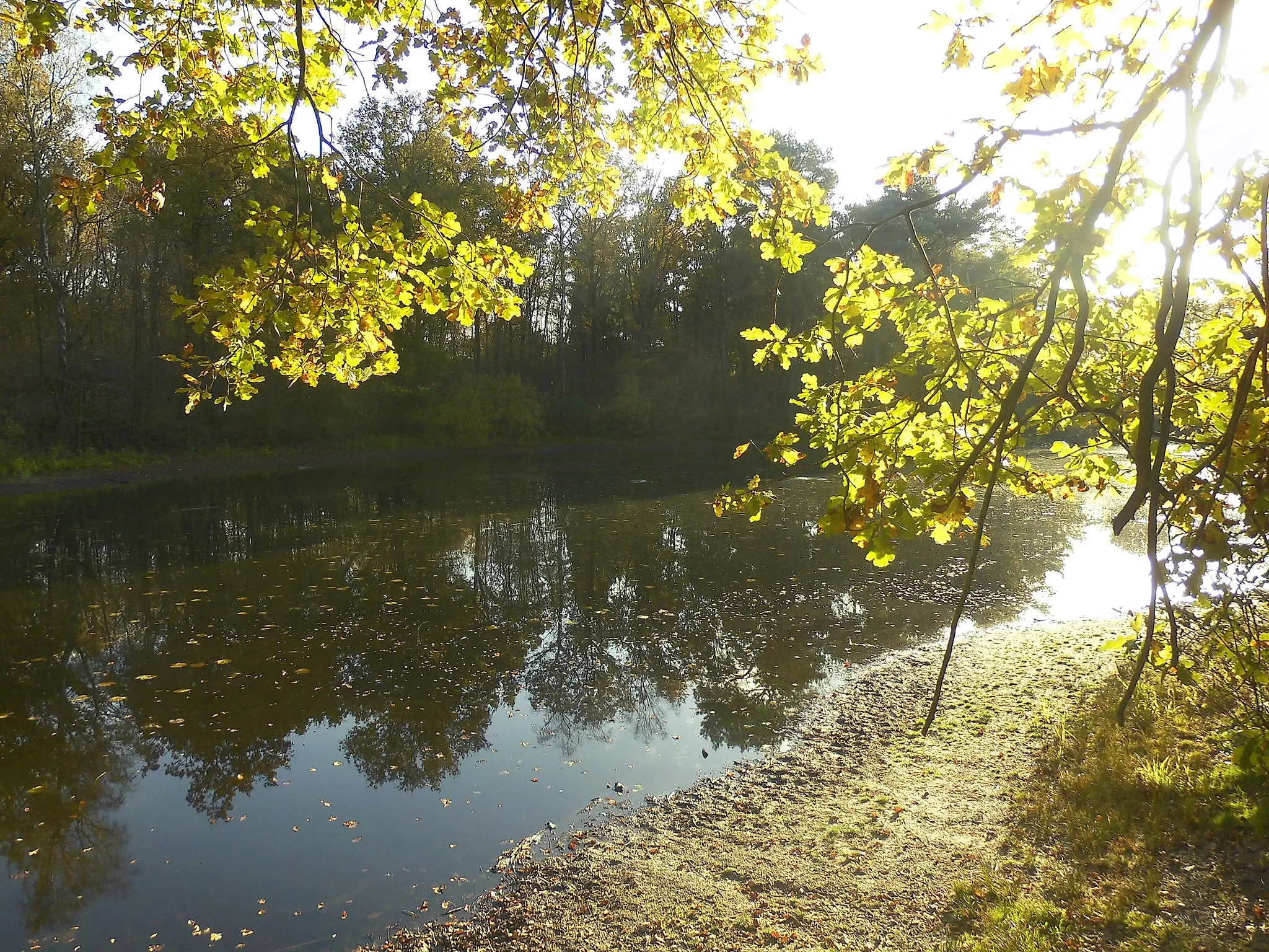 Photo showing: The bord of the "Kranenmeer" in the "Kranenmeer" nature resurce area in Heiden. Taken in the sunlight of november