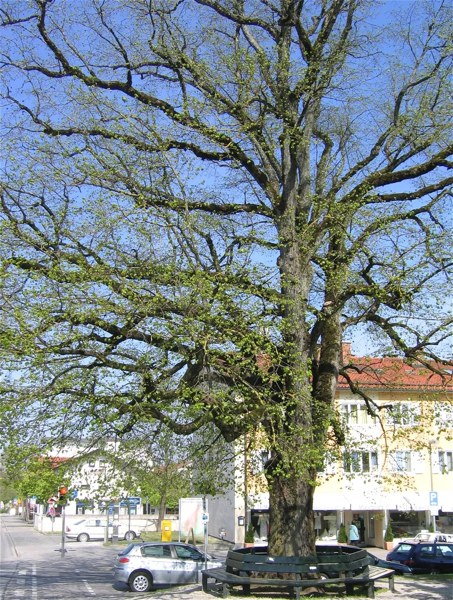 Afbeelding van Oberbayern