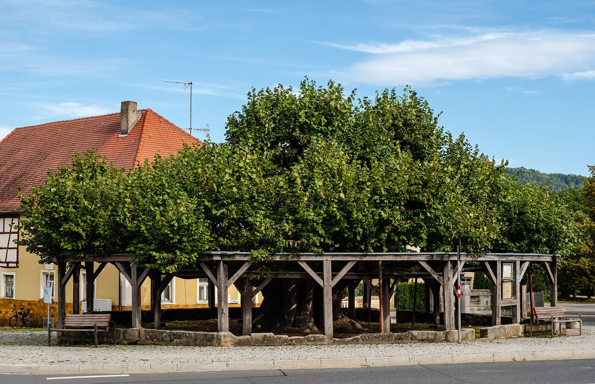 Photo showing: Village lime tree in Effeltrich