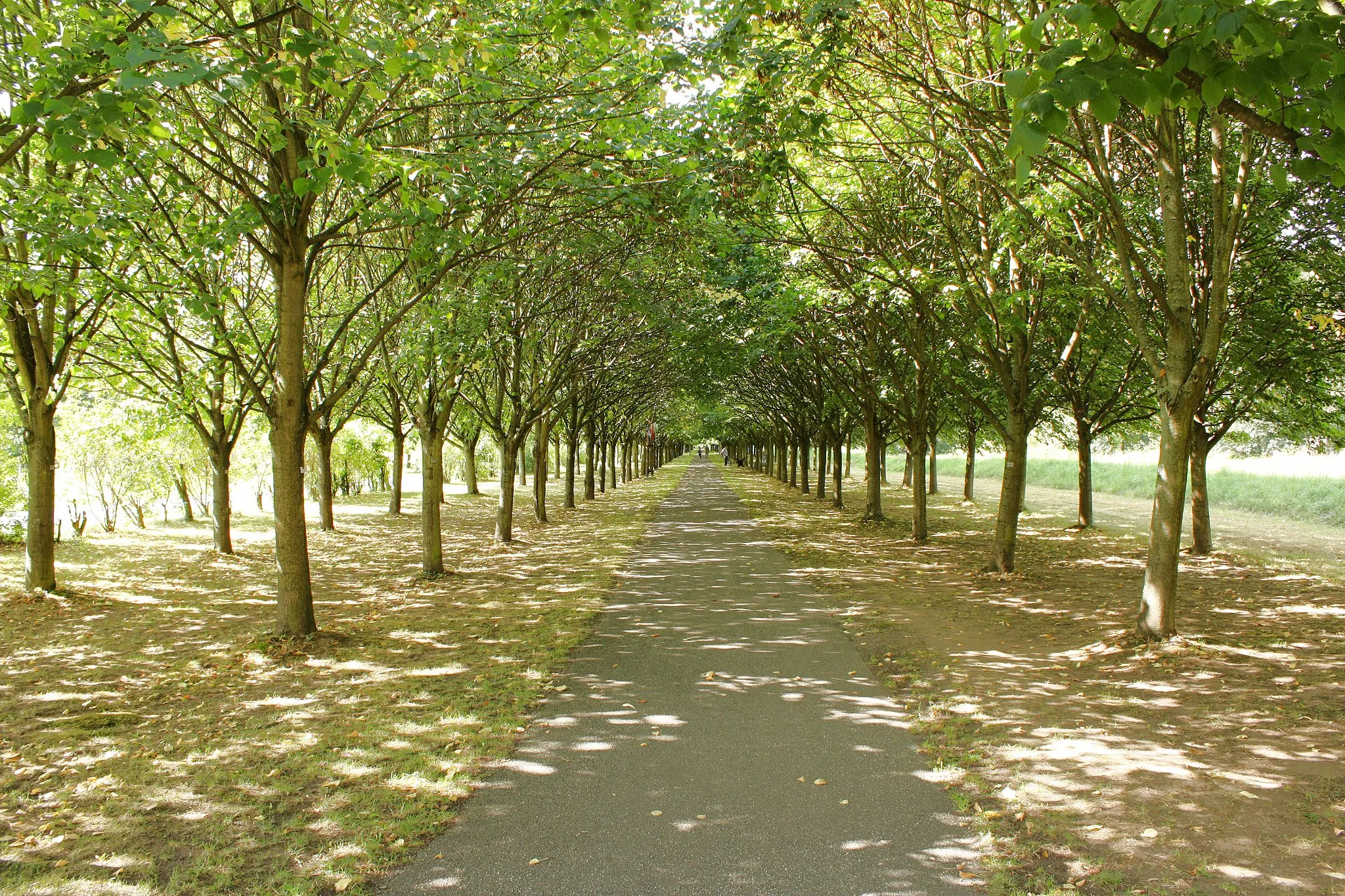 Photo showing: Baille-Maille-Allee bei Himmelkron