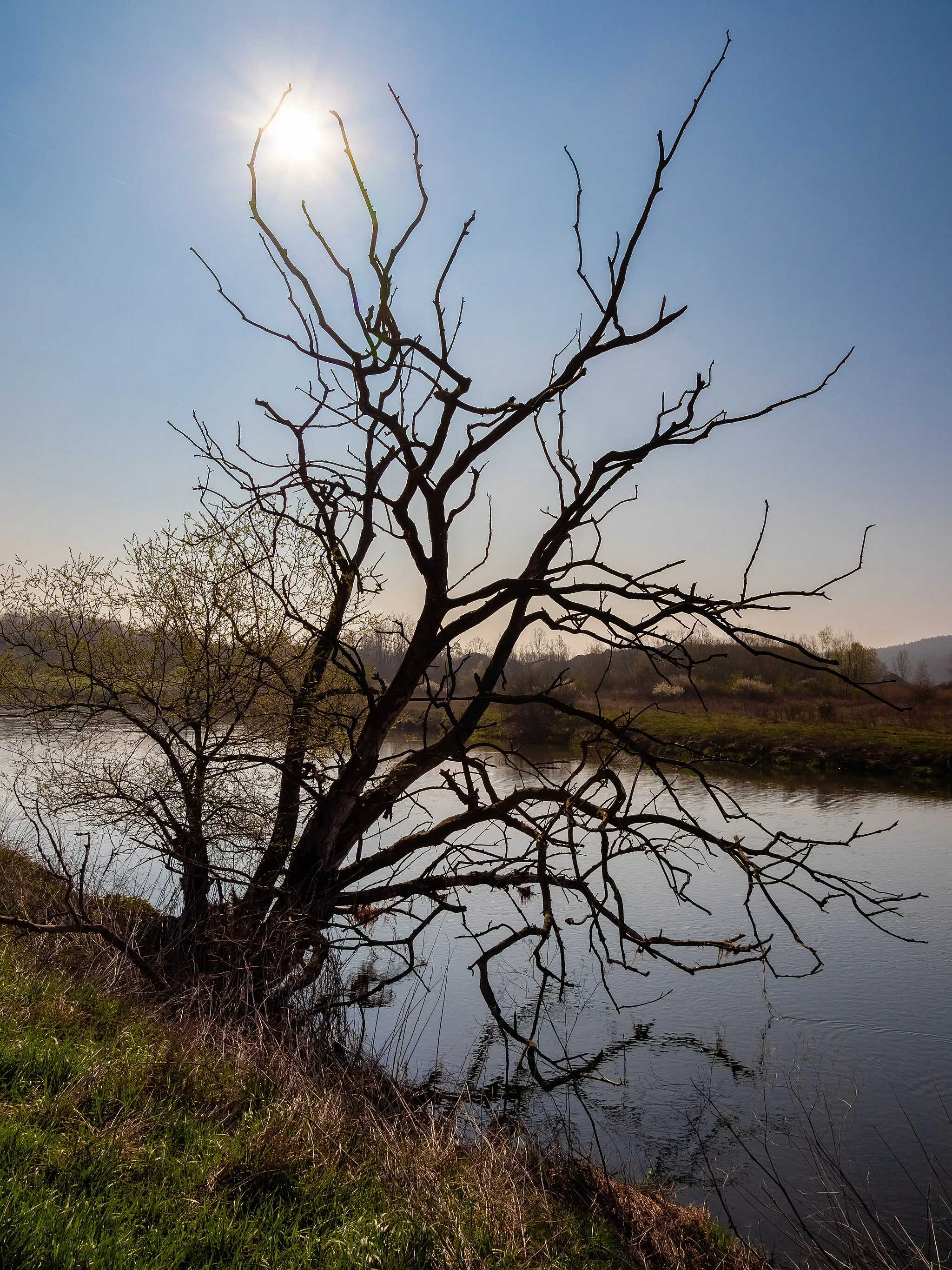 Photo showing: Dead tree at the Regnitz near Pettstadt