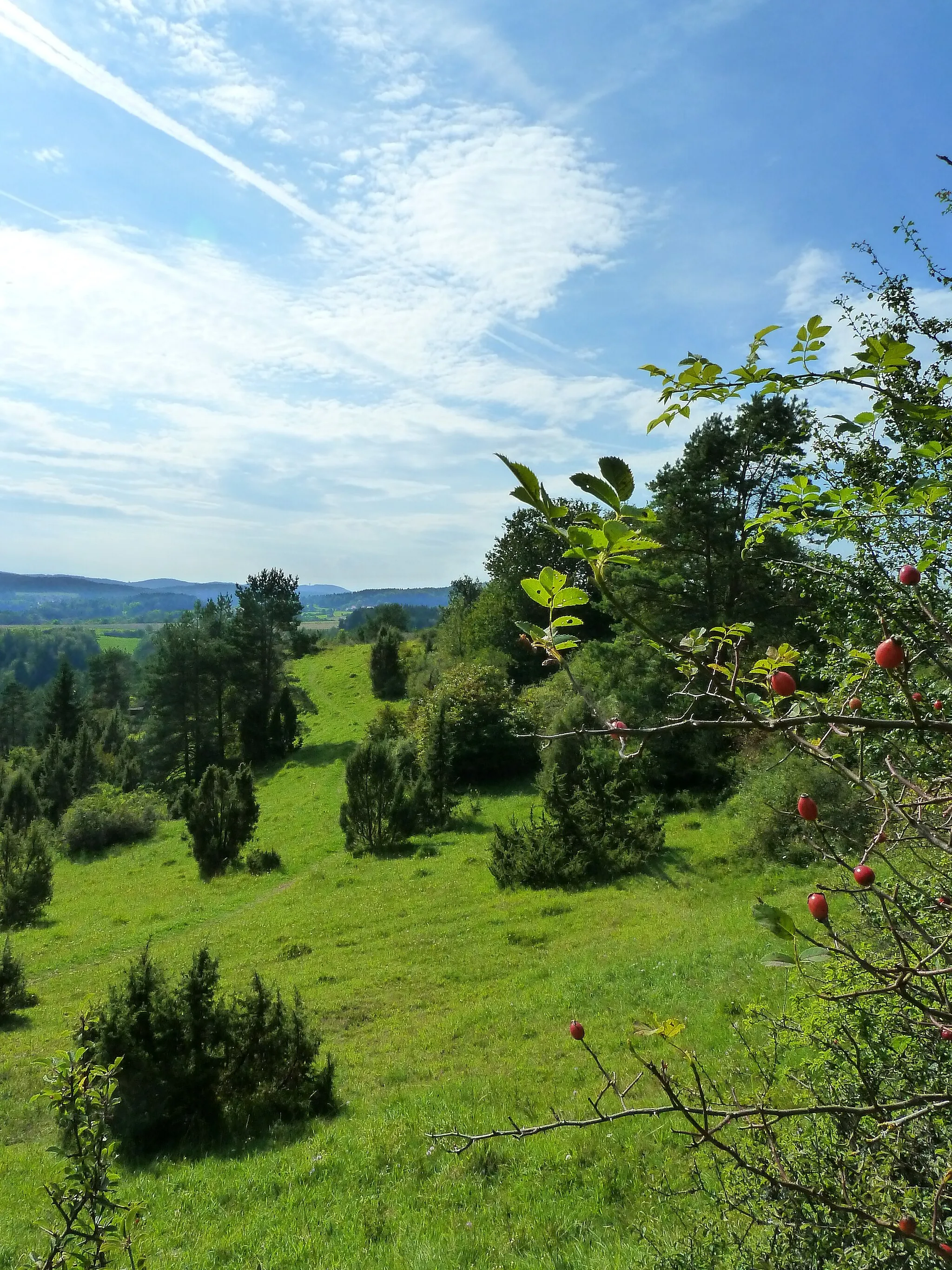 Photo showing: Calcareous meadow with junipers near Kastl, Naturpark Hirschwald, Bavaria