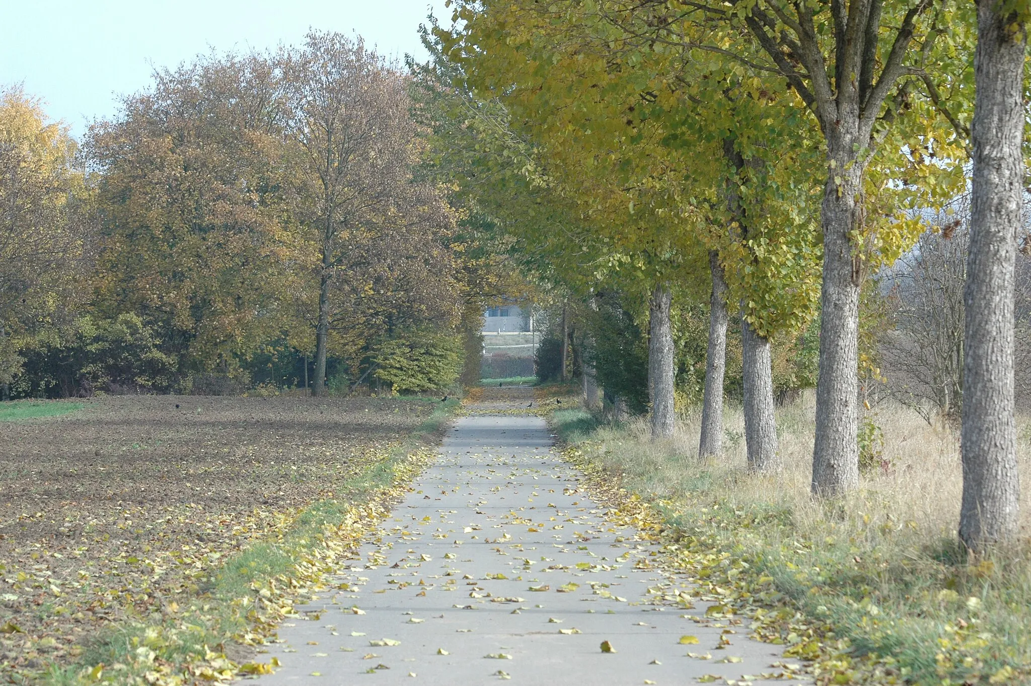 Photo showing: Field, 55294 Bodenheim, Germany