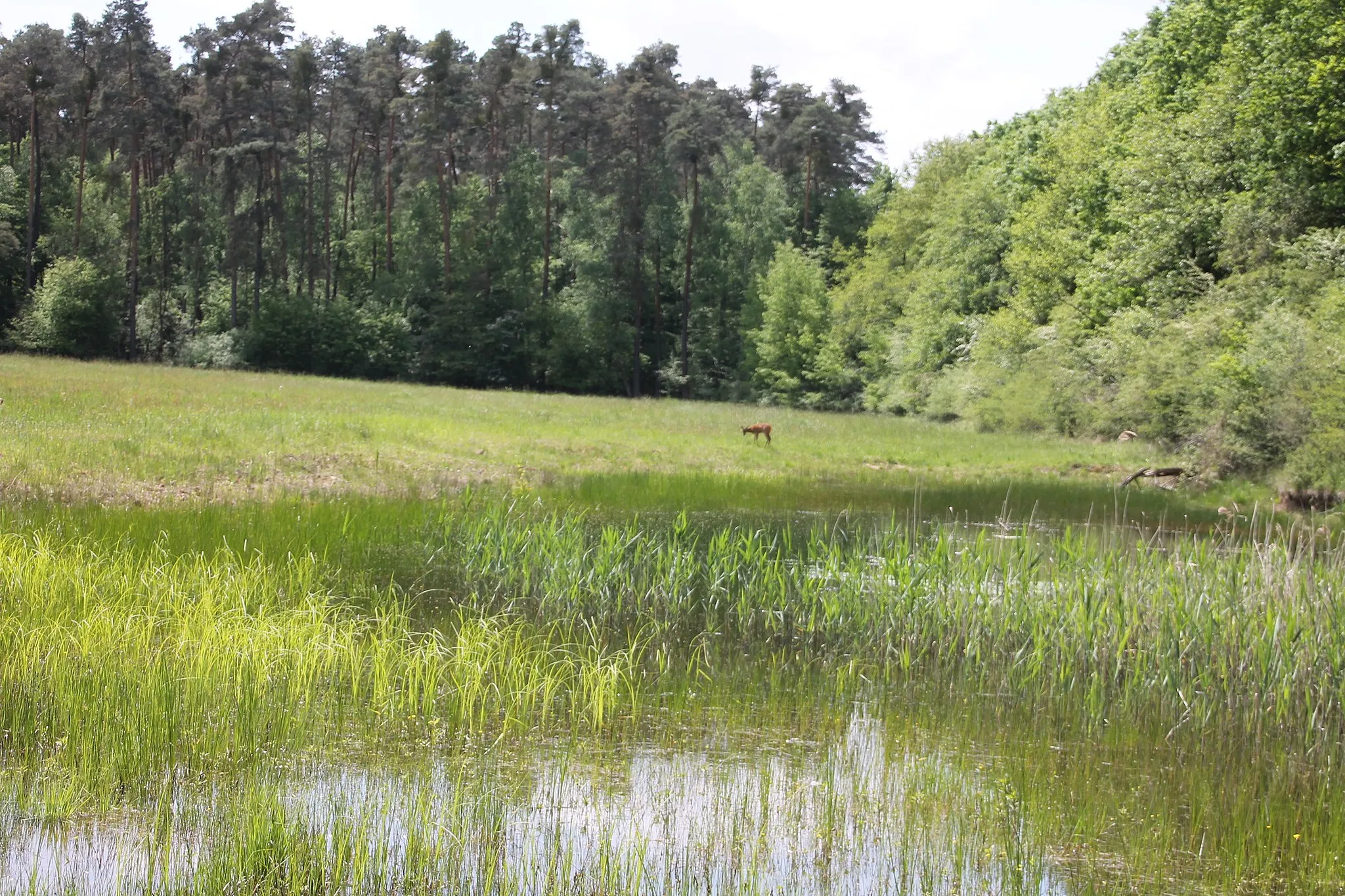 Image of Böhl-Iggelheim