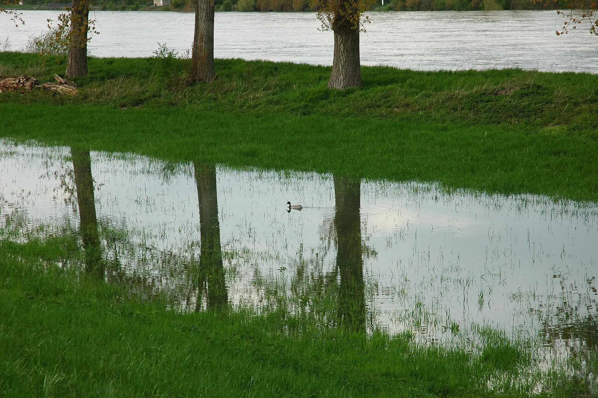 Photo showing: Trees at the Rhine, 67583 Guntersblum, Germany