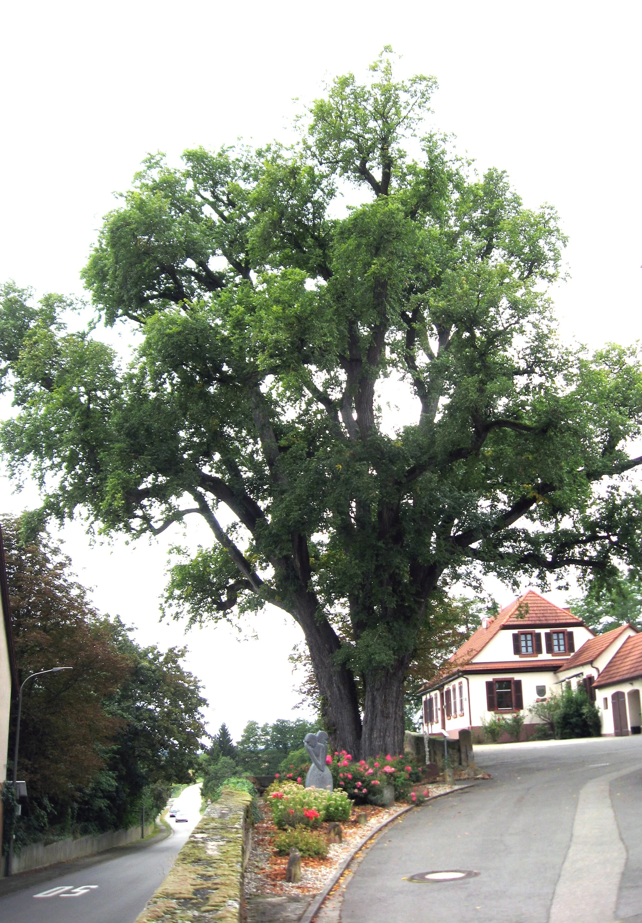 Photo showing: Bergulme (Ulmus glabra) bei Kirchgasse 2 in Minfeld; eine der letzten ihrer Art in Deutschland