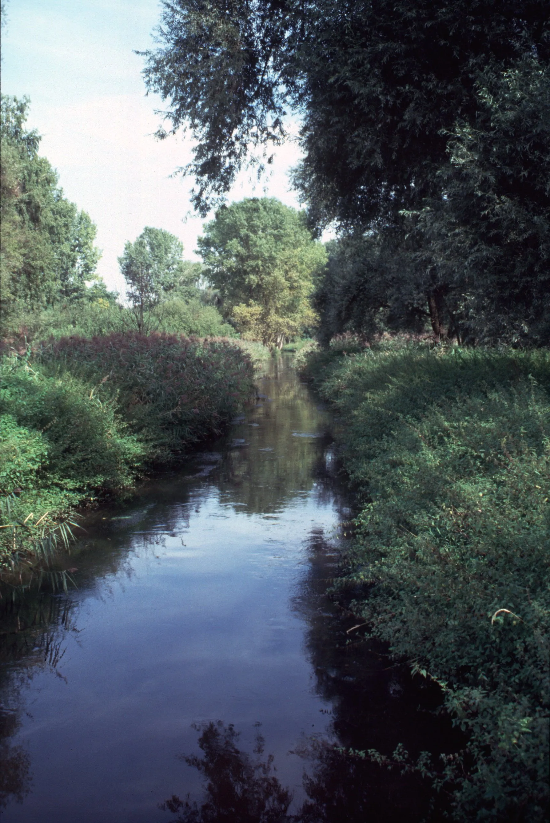 Photo showing: Unterlauf des Rehbach (eines Abzweig des Speyerbaches), zwischen Neuhofen und Ludwigshafen-Rheingönheim an den Affenweisen am Unterwald.

Zeitpunkt: 2000