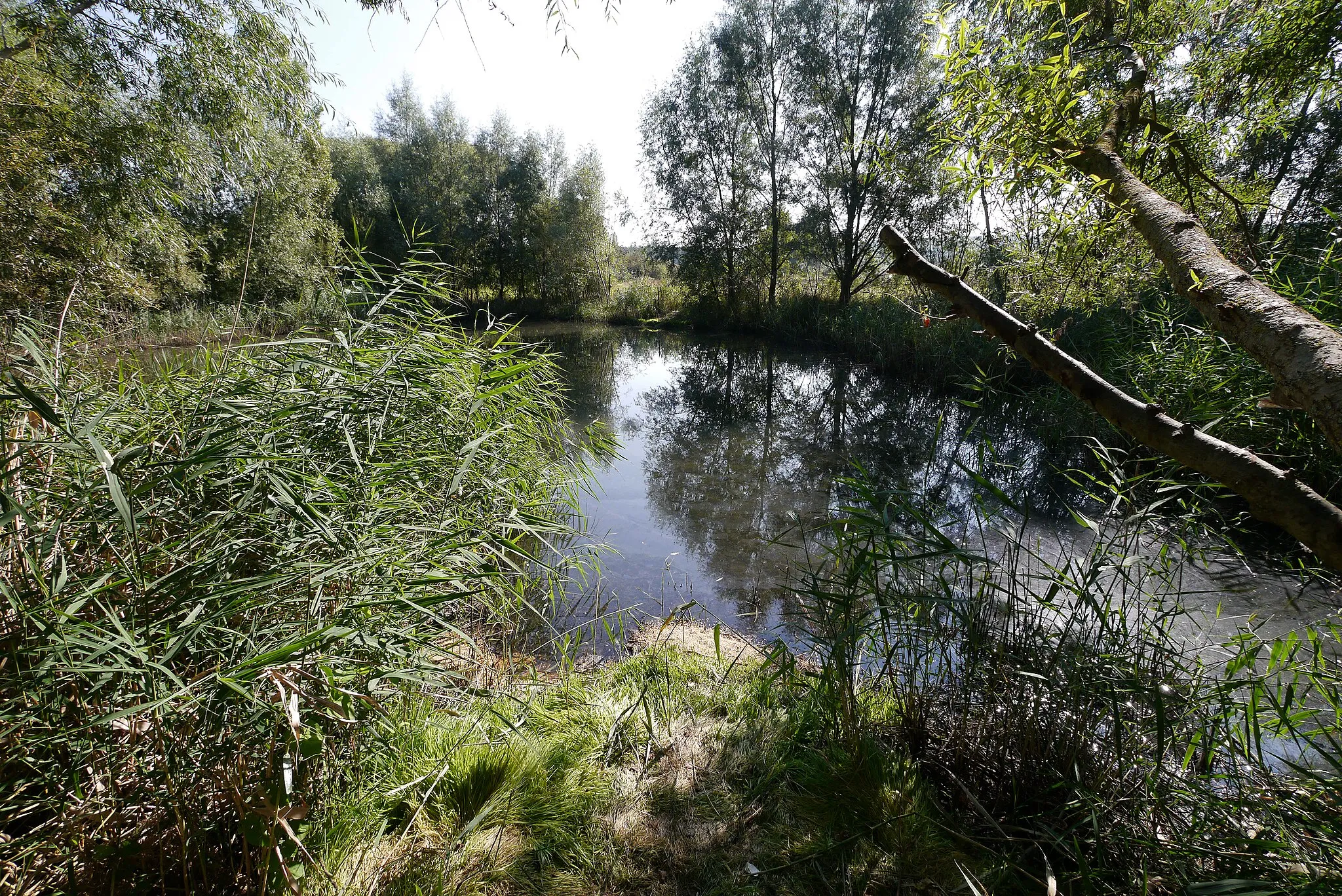 Photo showing: Wasserfläche an dem  seit 2002 renaturierten Partenheimer Baches auf dem Gebiet der VG Wörrstadt. Fotografiert 2016