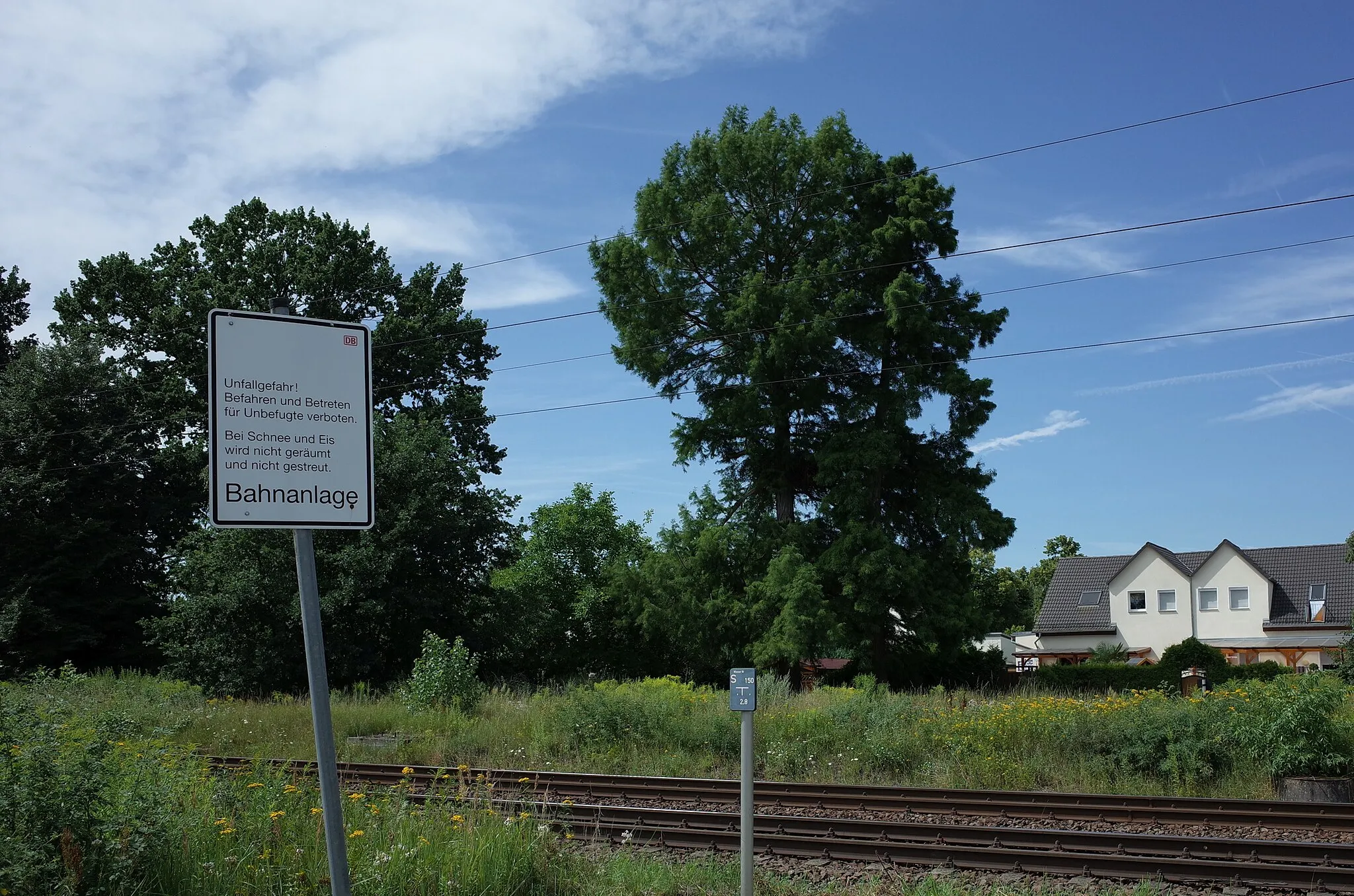 Photo showing: Bobbau, Naturdenkmal 2 Sumpfzypressen an der Bahnanlage zwischen Bobbau und Jeßnitz (Anhalt).