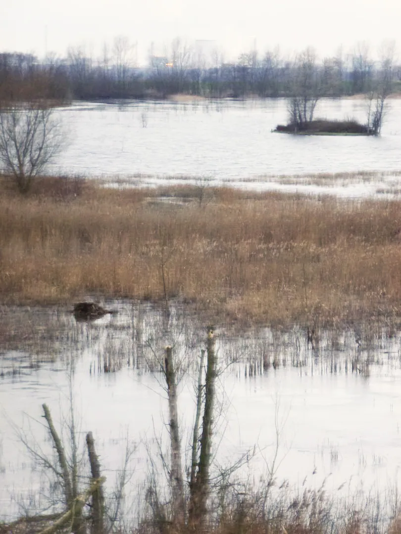 Photo showing: Kiesgrube bei Schladebach, im Hintergrund Leuna