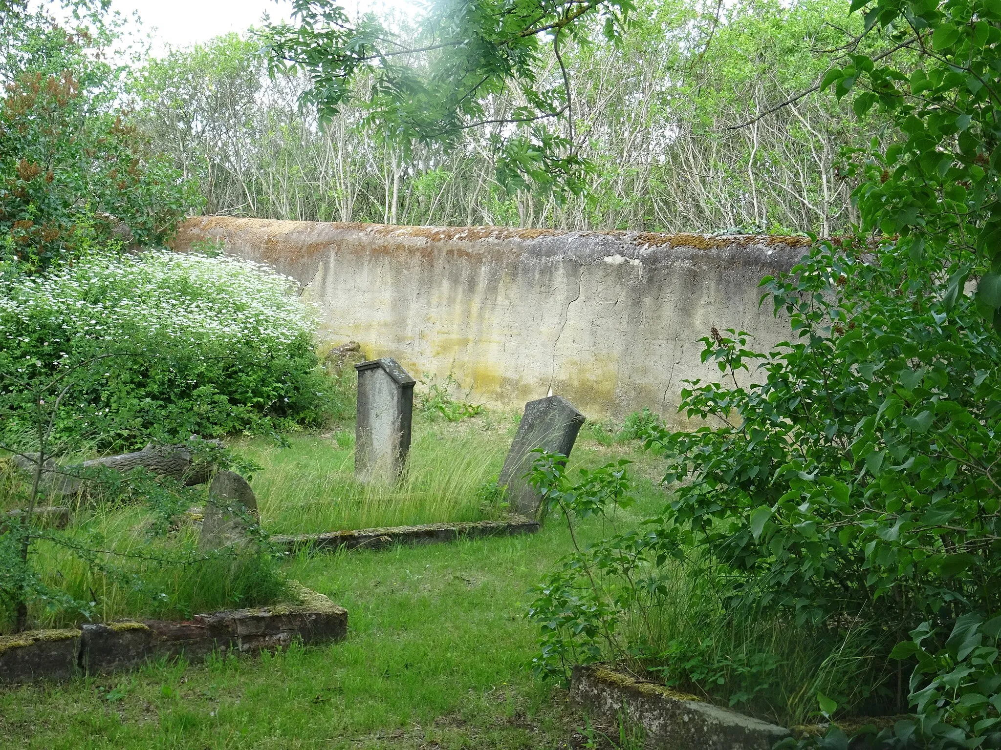 Photo showing: Jüdischer Friedhof Sandersleben, Gräber an der Nordmauer