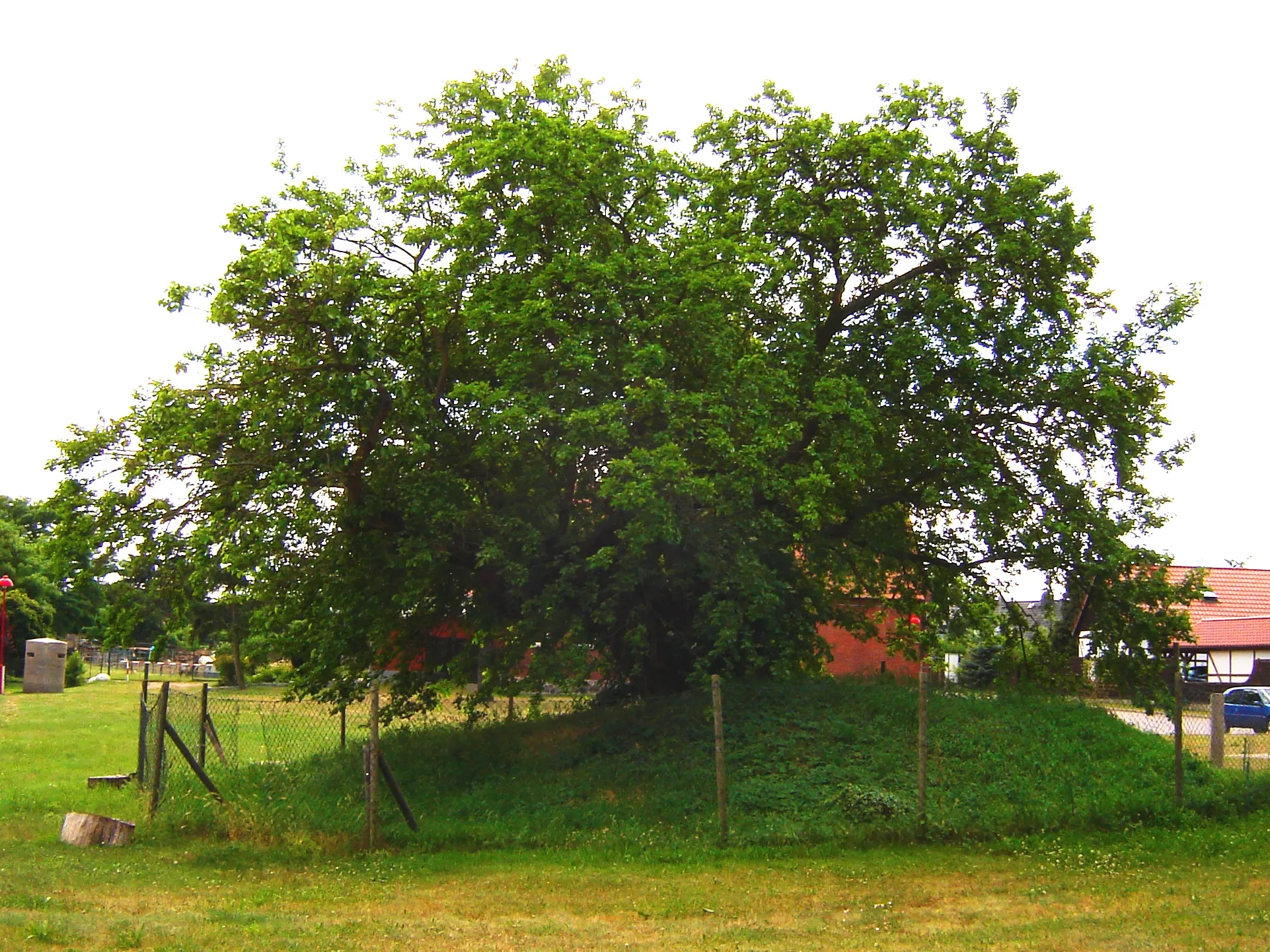 Photo showing: Schermen in Deutschland, alter Maulbeerbaum (Morus alba), Wahrzeichen des Ortes