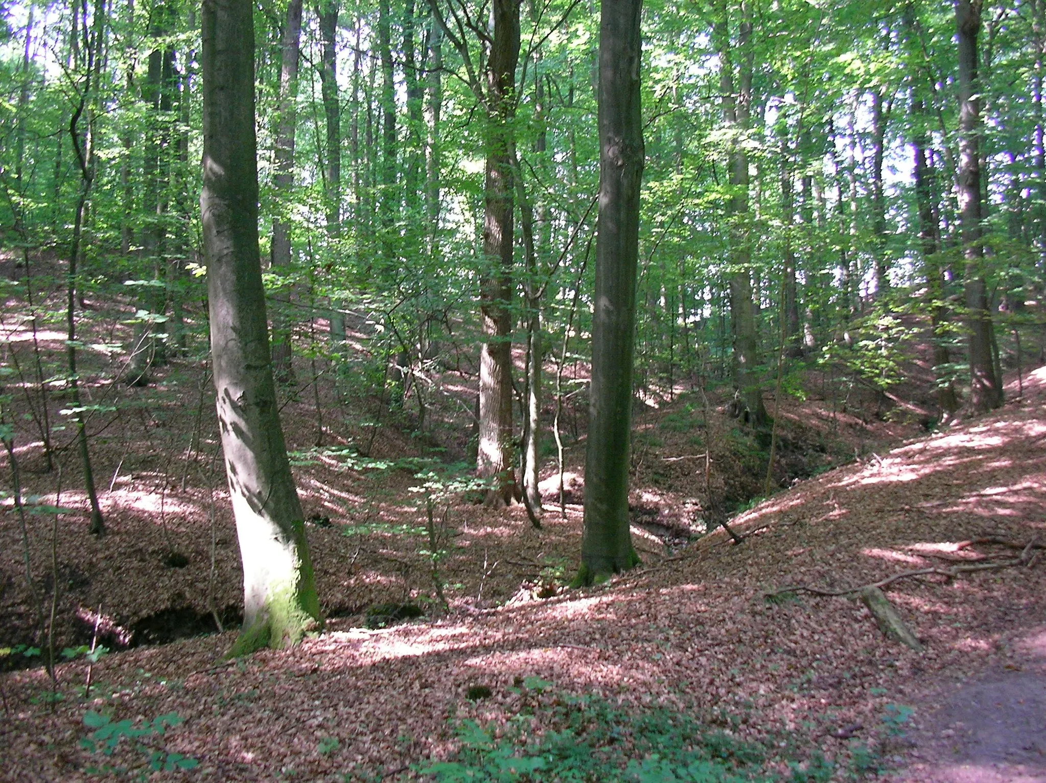 Photo showing: Escheburg - Dalbekschlucht