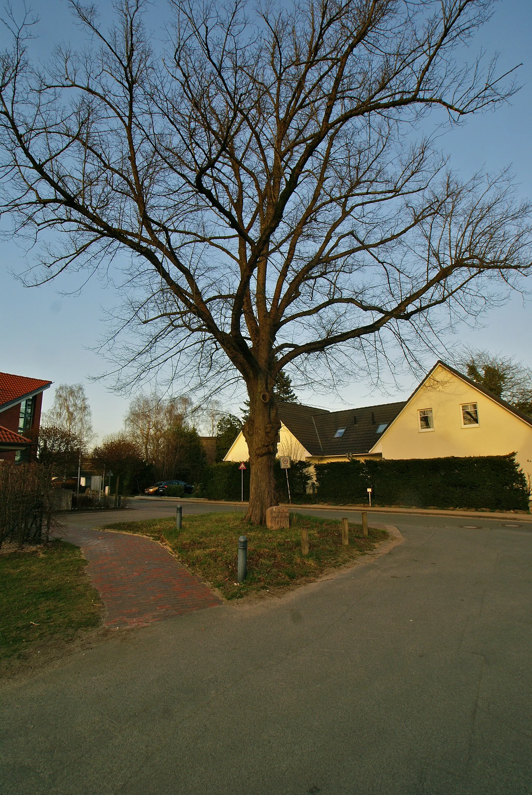 Photo showing: Delingsdorf, Germany: The Lindentree of Peace