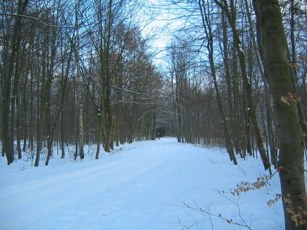 Photo showing: Hasseldieksdammer Gehölz + Julienluster Weg