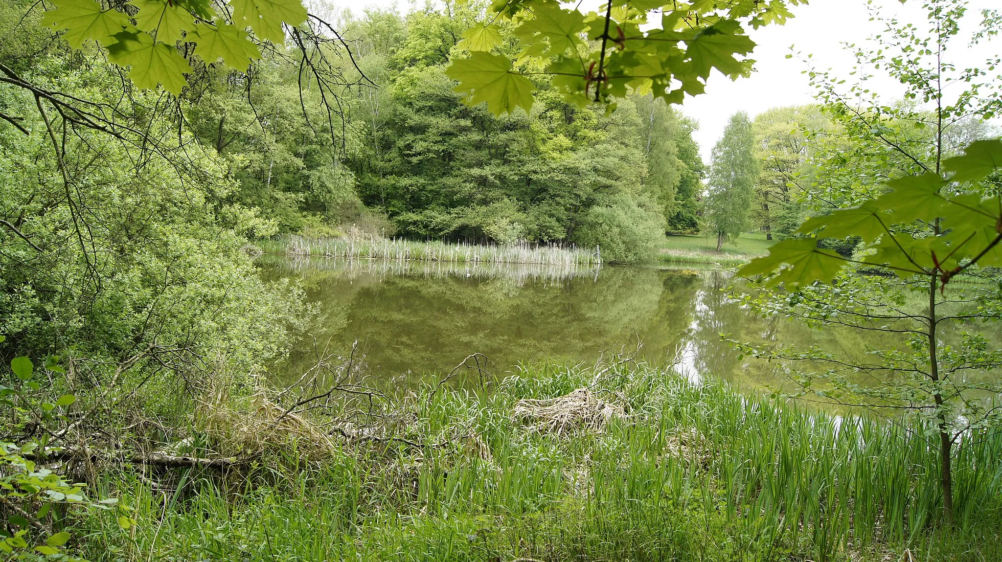 Photo showing: Das Ufer eines Teiches bei Hoisdorf im Naturschutzgebiet „Hoisdorfer Teiche“.