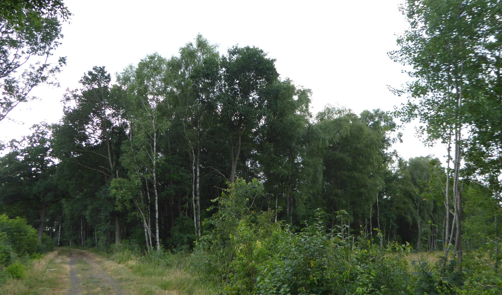 Photo showing: Ansicht Naturschutzgebiet Bewerlohmoor