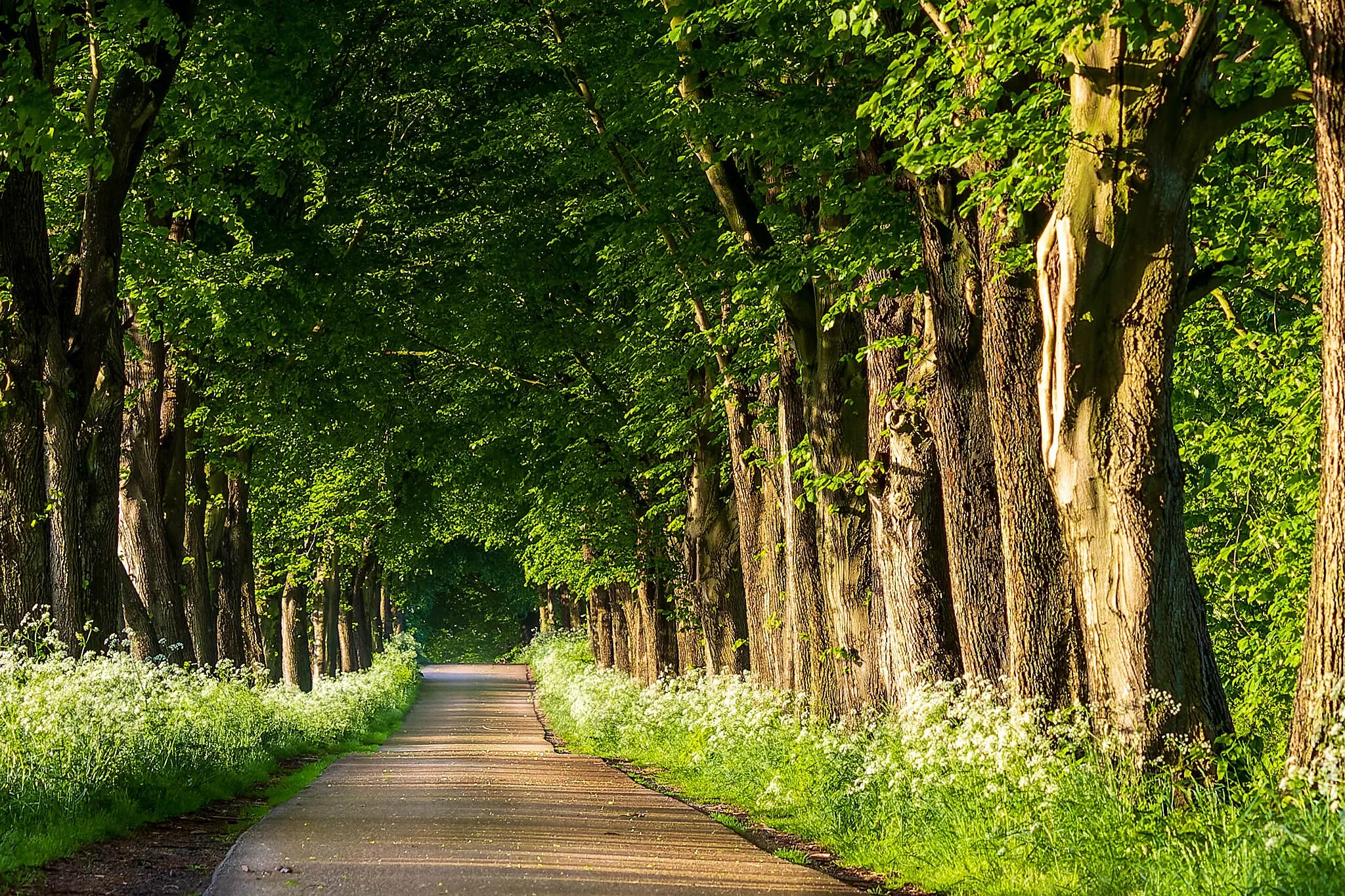 Photo showing: Winningmay-Allee bei Füsing im Naturpark Schlei