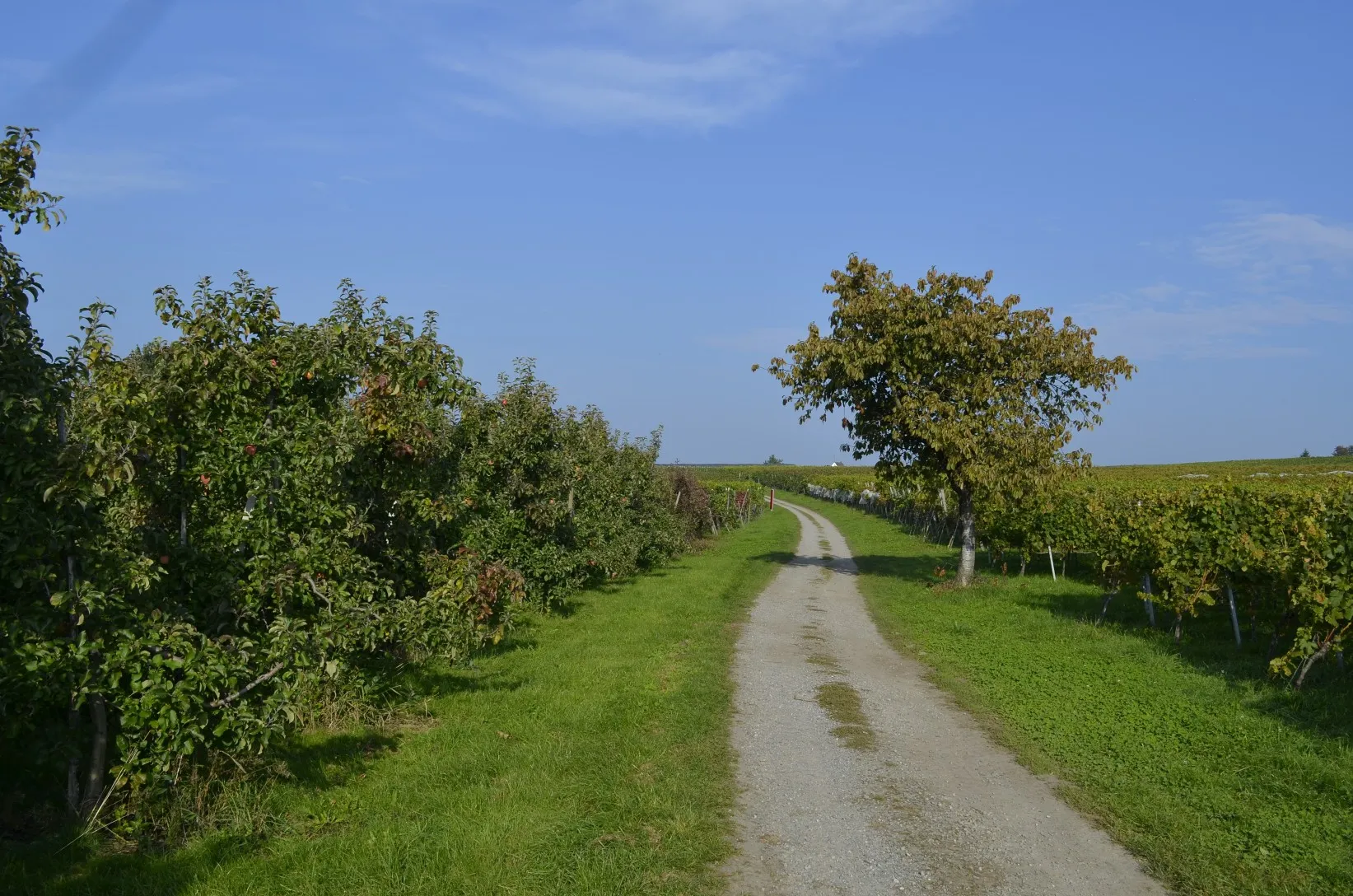 Photo showing: Orchards and Wineyards in Nonnenhorn