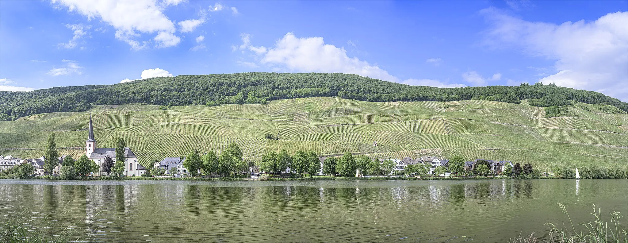 Photo showing: Piesport  at river Mosel panorama