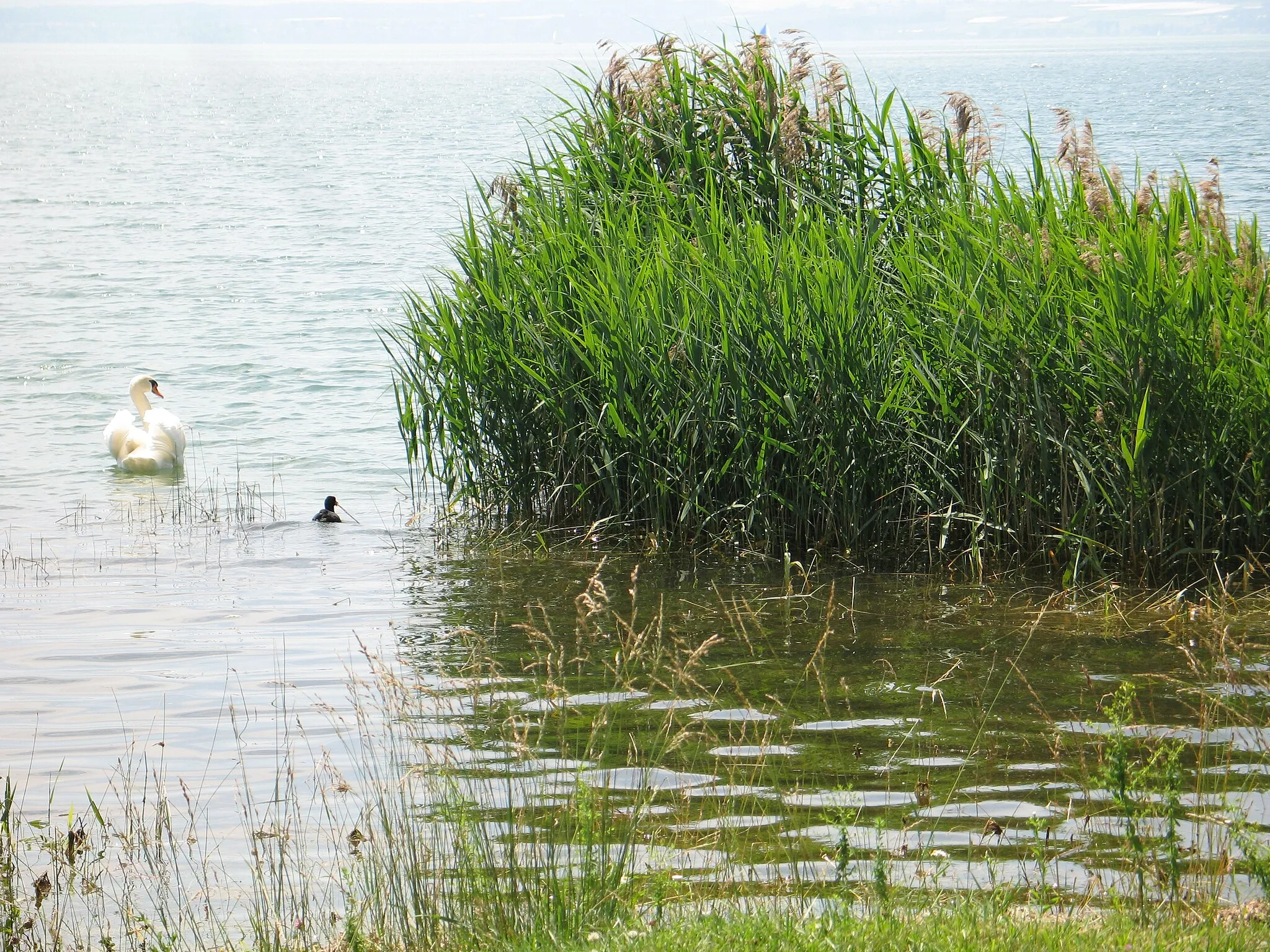 Photo showing: Immenstaad, biotope at Lake Constance. Near the canebrake a wondering swan: common moorhen during the construction of its nest immediately in front of guests of an inn