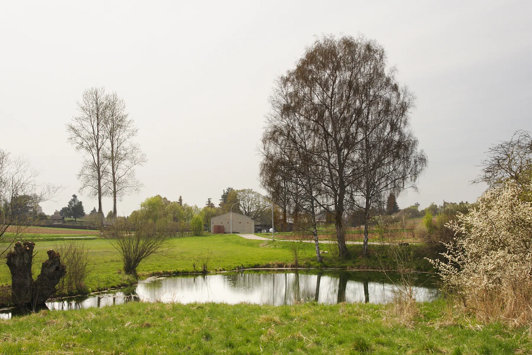 Photo showing: karst spring of river Nau at the western border of Langenau, Swabian Alb (for the geotope „Karst Spring Grimmensee“ in the middle oft he wetland „Schwäbisches Donaumoos“ see the photo: Image:Quelltopf-Grimmensee_Langenauer-Ried_Karstquelle_Schwaebische-Alb.jpg). The area next after Ulm/Langenau is a permanent wetland of ca. 7,5x15 km, devided by the border Baden-Württemberg and Bavaria. In this area the meltwater of the pleistocene river  Upper Danube transported gravel, over time forming gravel beds of enormous size, functioning as a groundwater reservoir, which kept the surface a wetland.
This kind of “full water tub” contains the karst waters of the southeastern Swabian Alb, mainly from river Lone and its dry valley-tributaries. This river network meanwhile percolates ca. 80% of its precipitation underground to the wetland area of the Danube.
Four large karst springs in Langenau, the biotope/geotope]/natural monument Grimmensee, the Naturschutzgebiet “Langenauer Ried”, „Leipheimer Moos” and “Gundelfinger Moos” are legally protected.