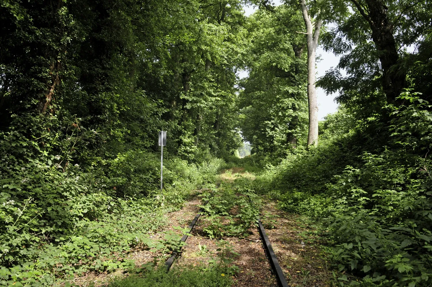 Photo showing: TWE-Strecke bei Bad Iburg-Glane, seit Sperrung der Teutoburger Wald-Eisenbahn im September 2011 ergreift die Natur Besitz von den unbefahrenen Gleisen