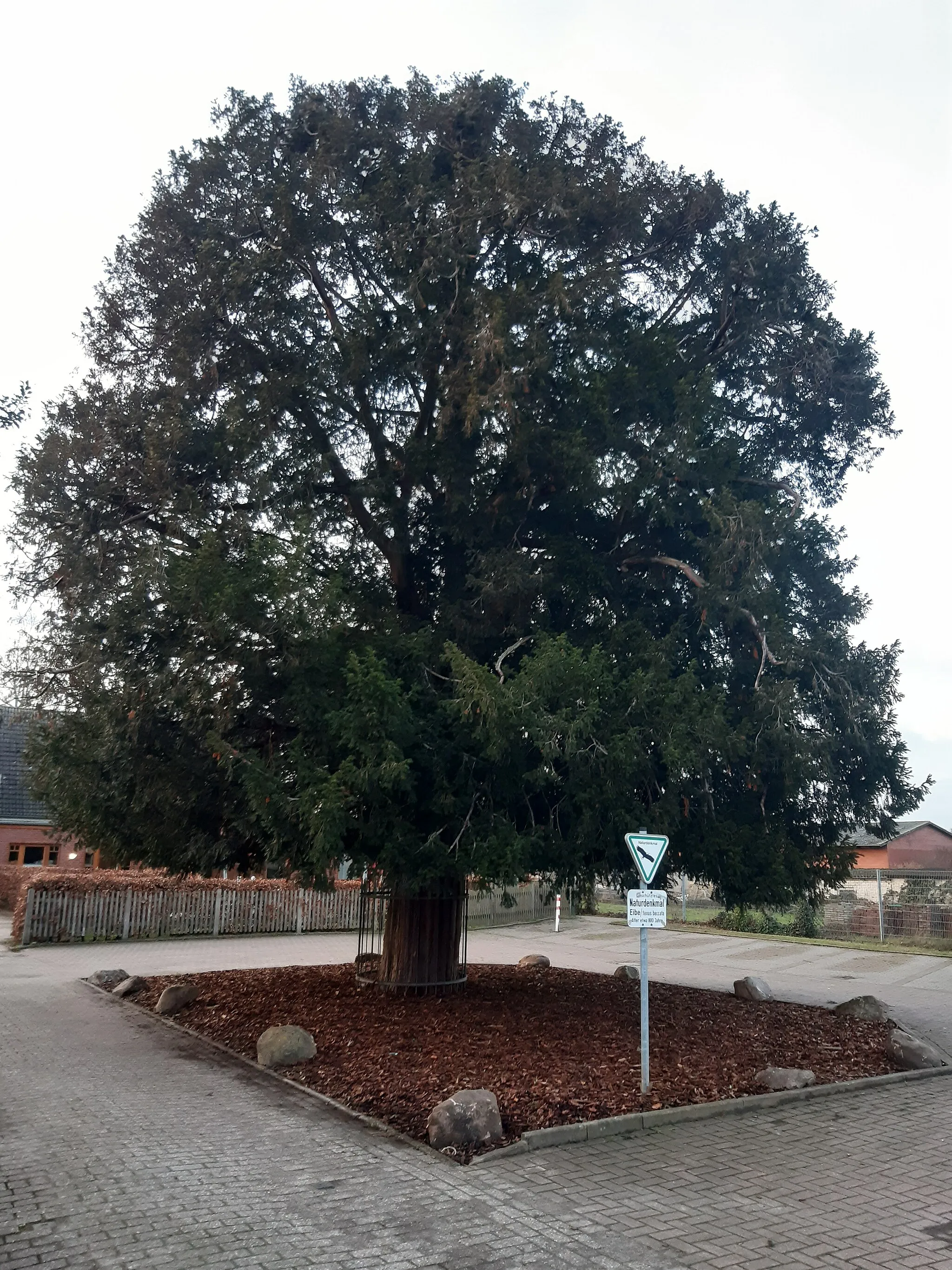 Photo showing: natural monument (Taxus baccata) over 800 years old located in 49635 Badbergen (Germany), listed under reference "ND OS00004"