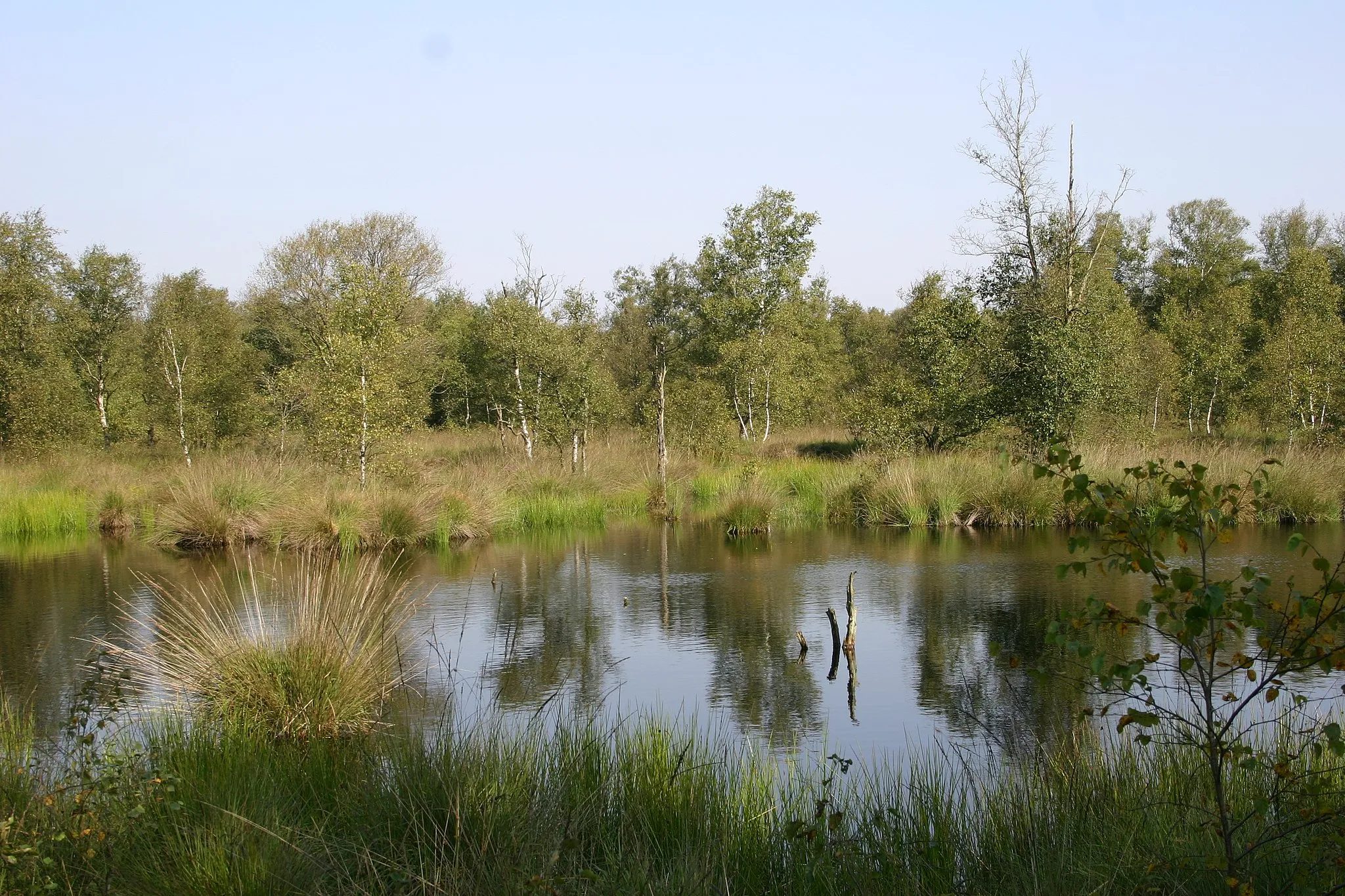 Photo showing: Fen area "Kollrunger Moor", a nature reserve, in the community of Friedeburg, district of Wittmund, East Frisia, Germany