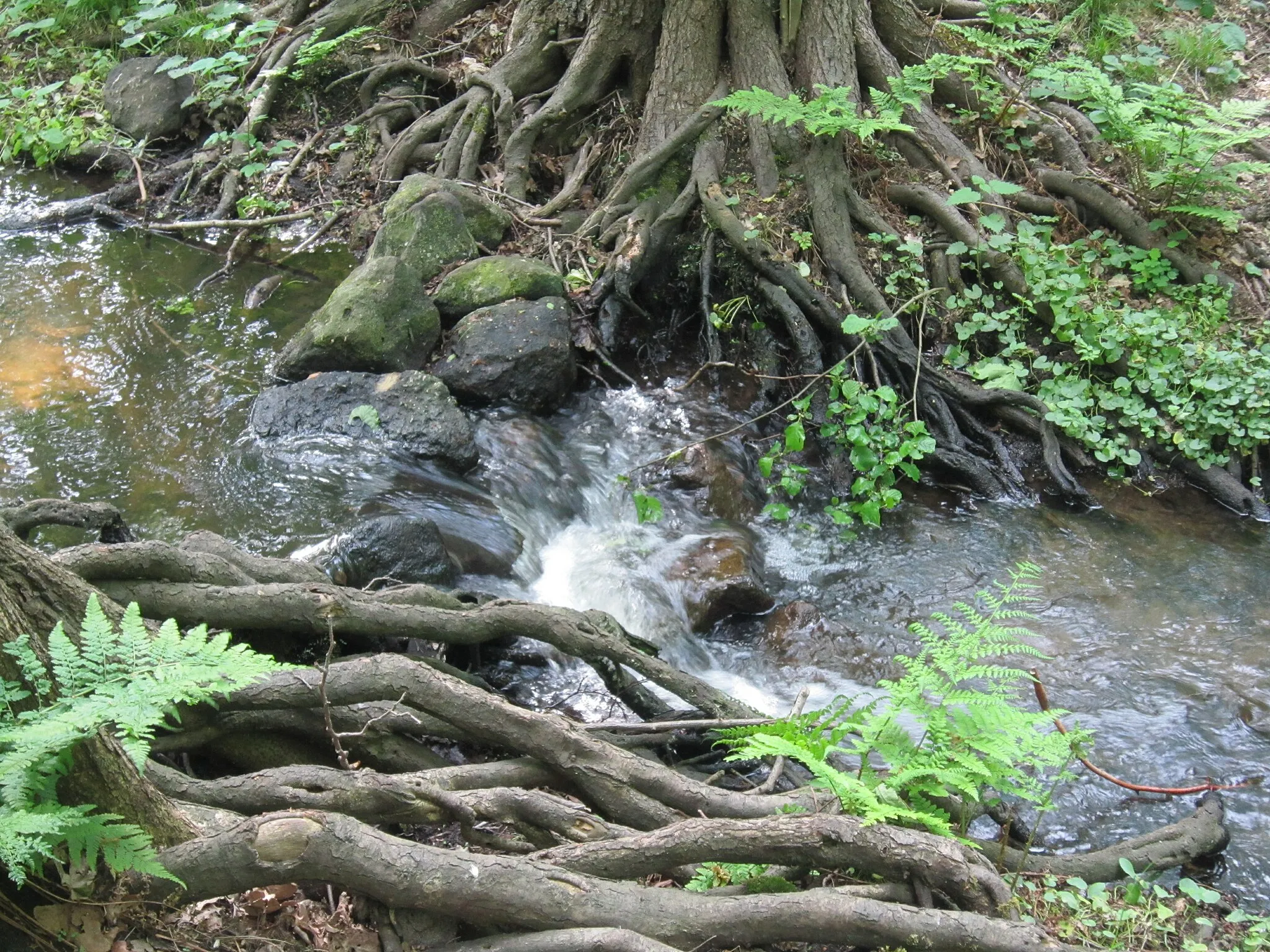 Photo showing: Handorfer Mühlenbach neben dem Naturlehrpfad südlich von Holdorf (Landkreis Vechta, Niedersachsen)