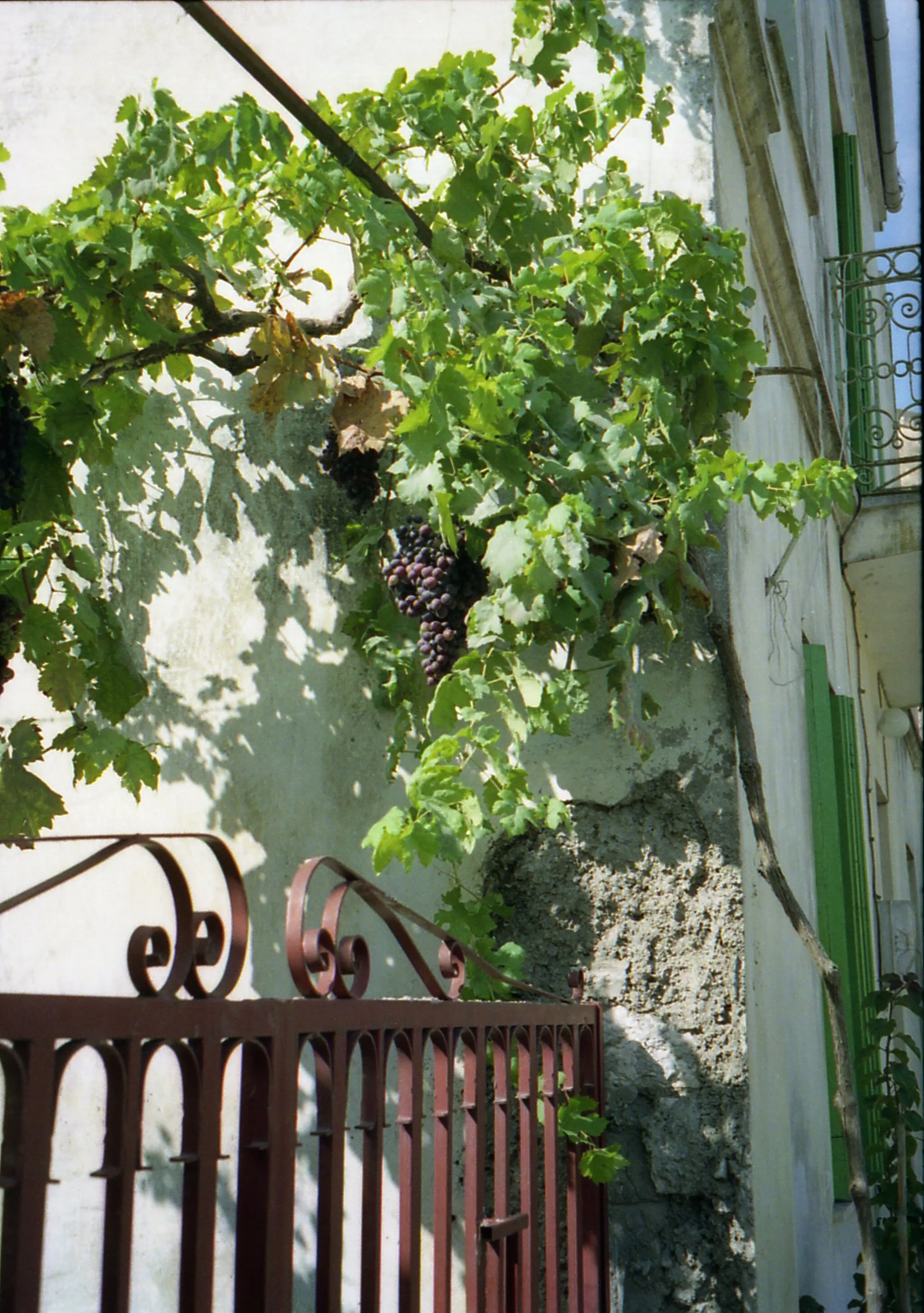 Photo showing: A fertile corner in Lefkimmi Corfu. 1990

Camera: Olympus Pen F Half Frame SLR.